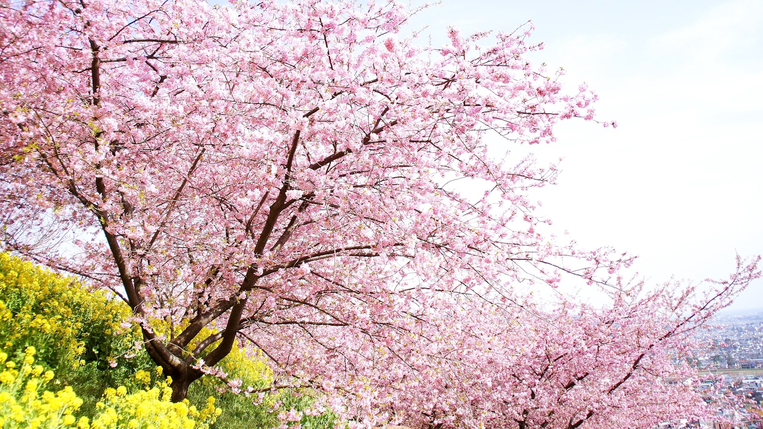 Kirschblütenbäume mit rosa Blüten und gelben Blumen im Vordergrund