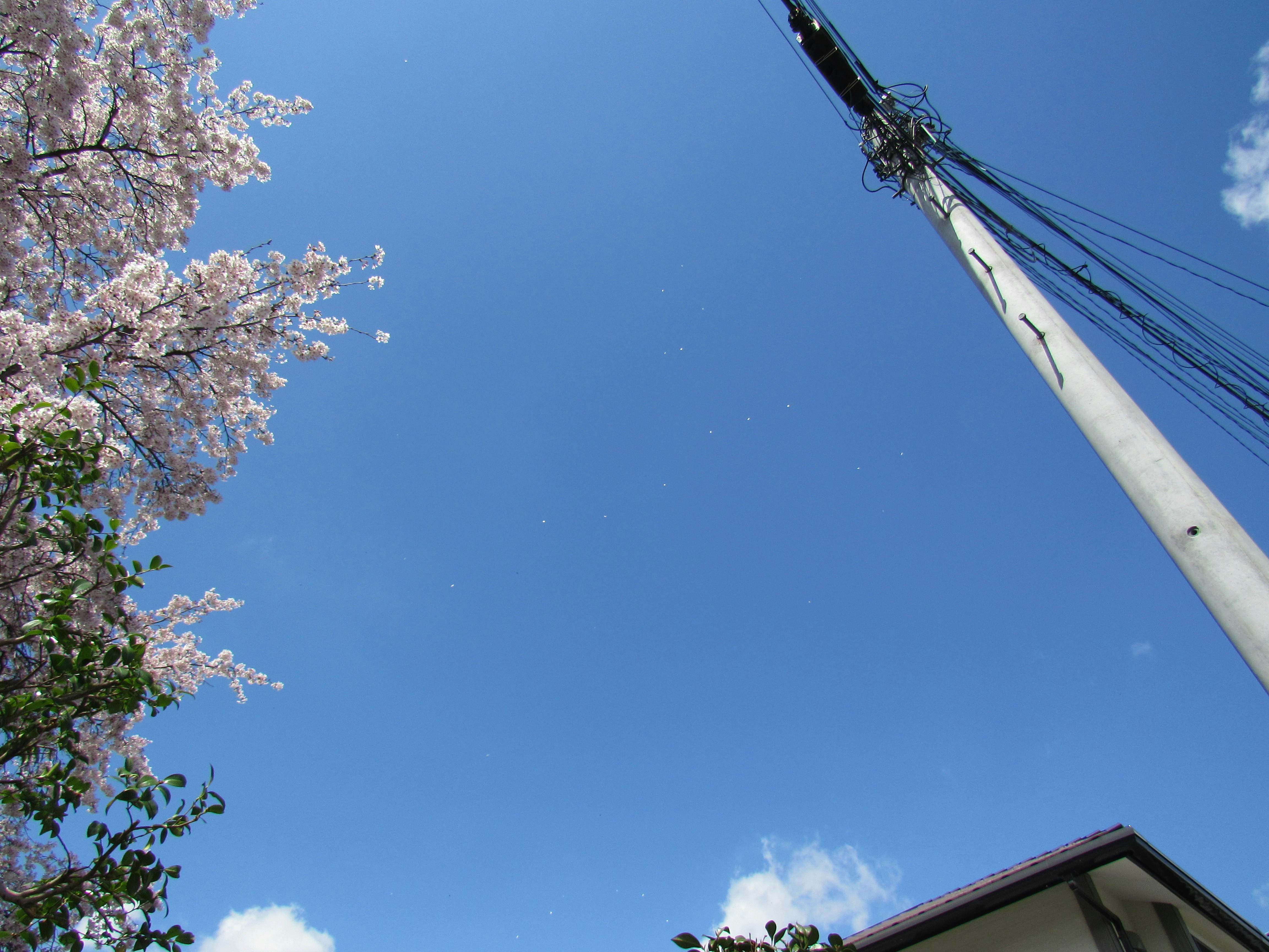 青空に伸びる電柱と桜の枝のある住宅街の空