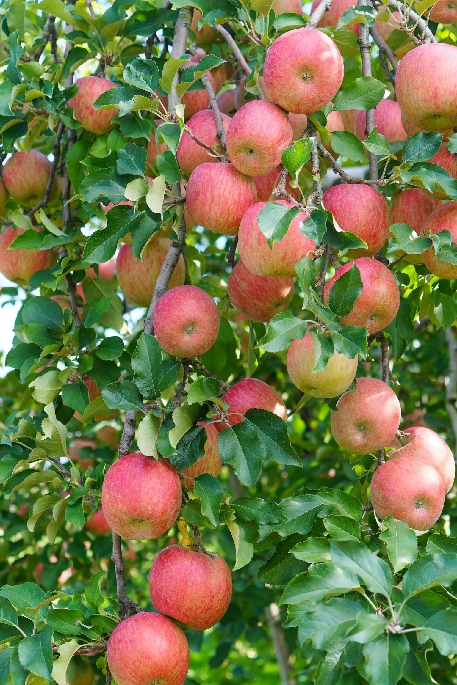 Branch of an apple tree laden with red apples