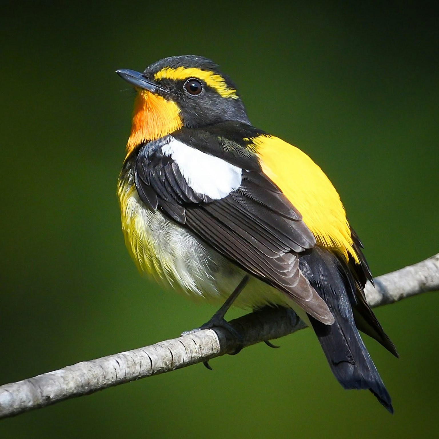 Un oiseau aux plumes jaunes et noires vives perché sur une branche