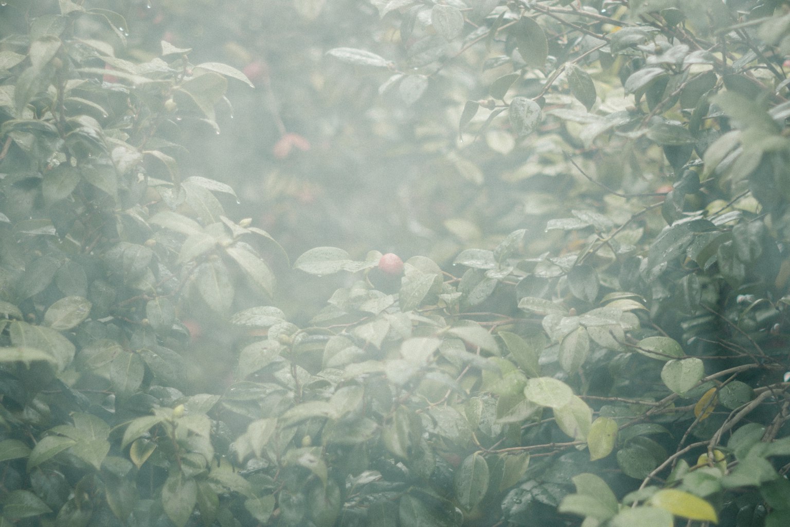 Foliame verde denso avvolto nella nebbia