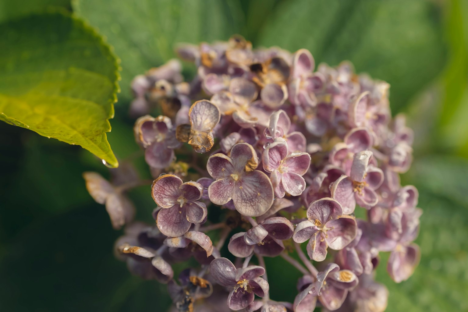 Primo piano di fiori viola con foglie verdi sullo sfondo