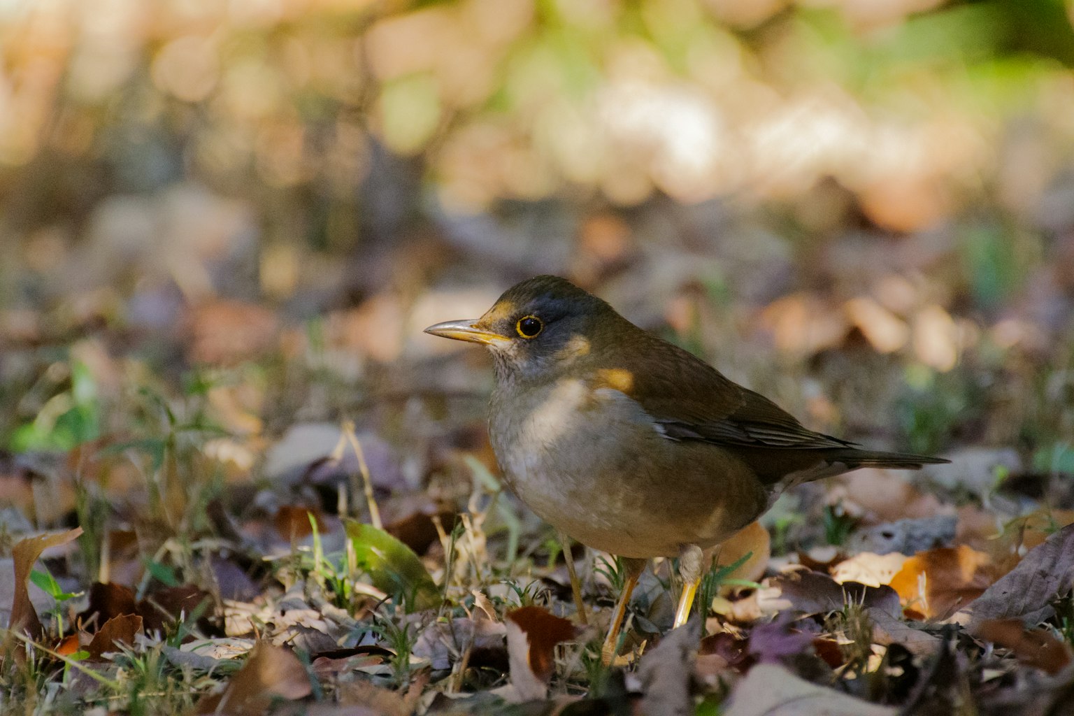 A small bird standing on the grass with scattered leaves in the background