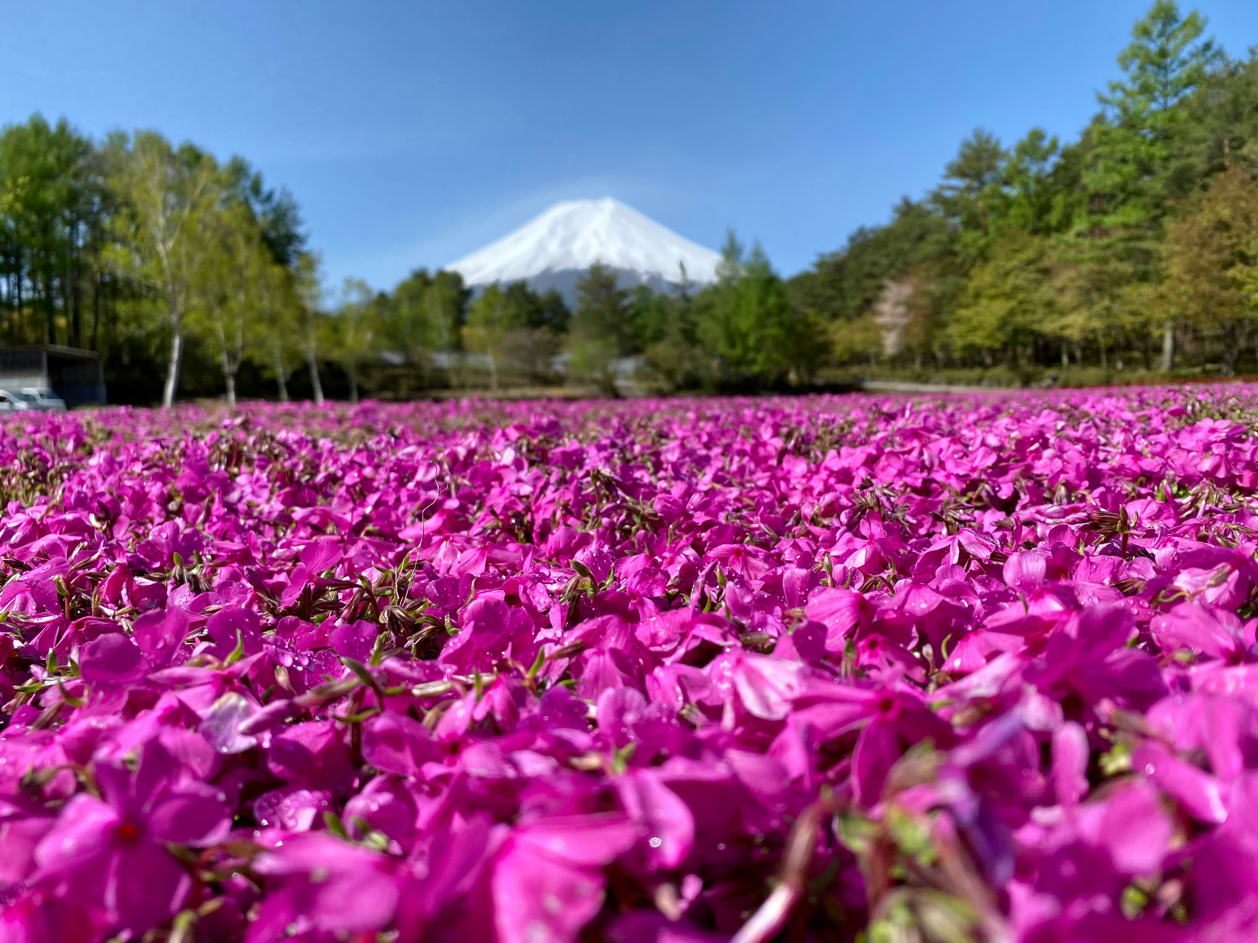 Landscape of a pink flower field with Mount Fuji in the background