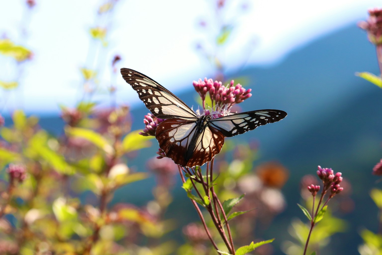 Ein schöner Schmetterling, der auf Blumen in einer natürlichen Umgebung sitzt