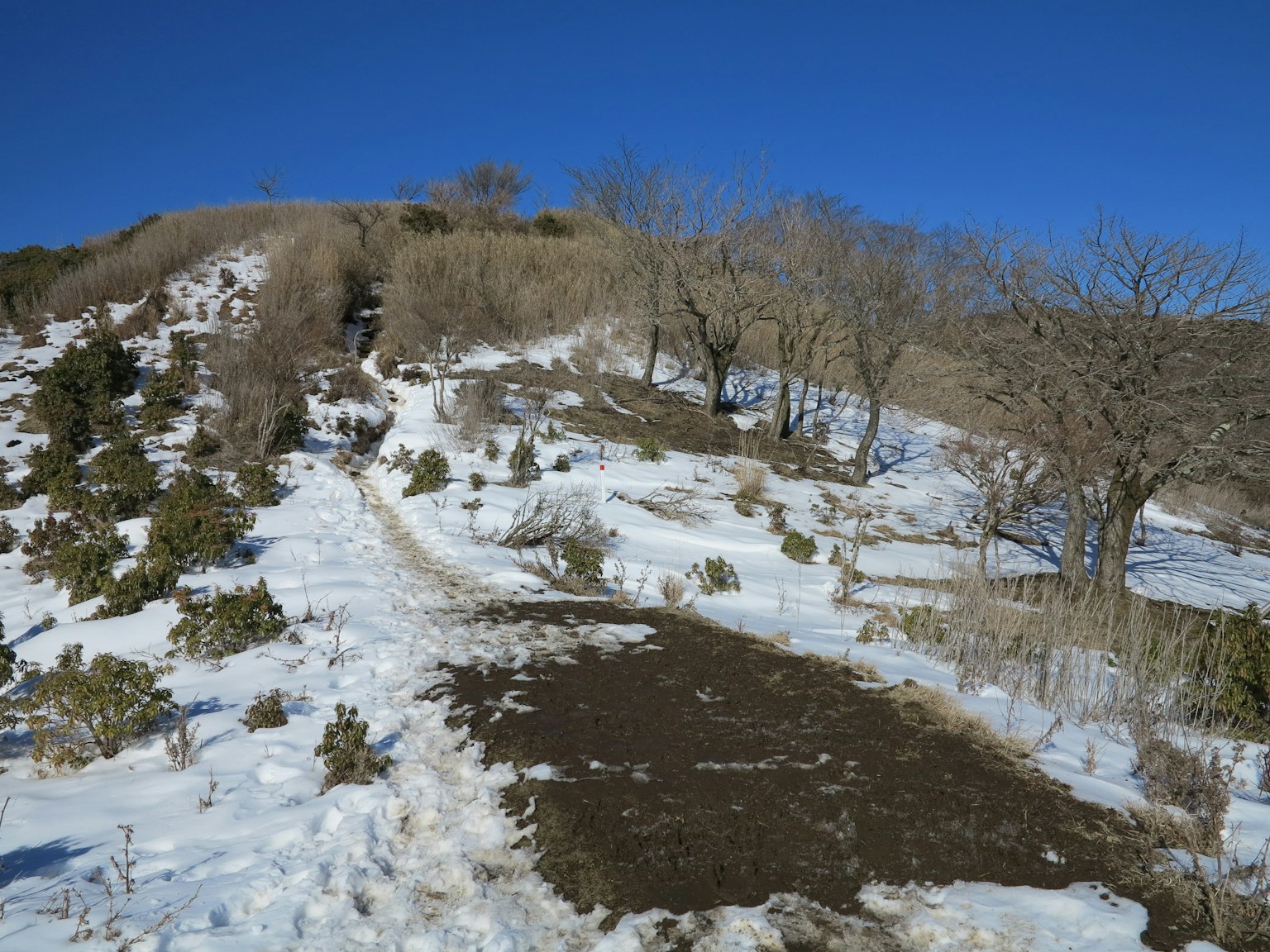 Schneebedeckter Weg mit Bäumen und klarem blauen Himmel