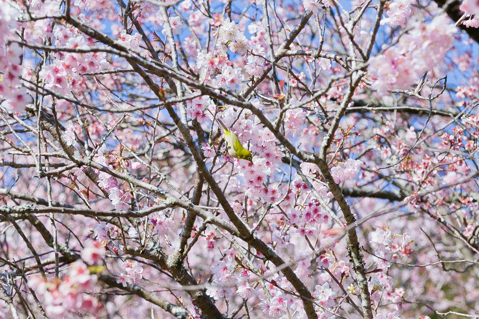 Zweige eines Kirschbaums mit rosa Blüten vor blauem Himmel