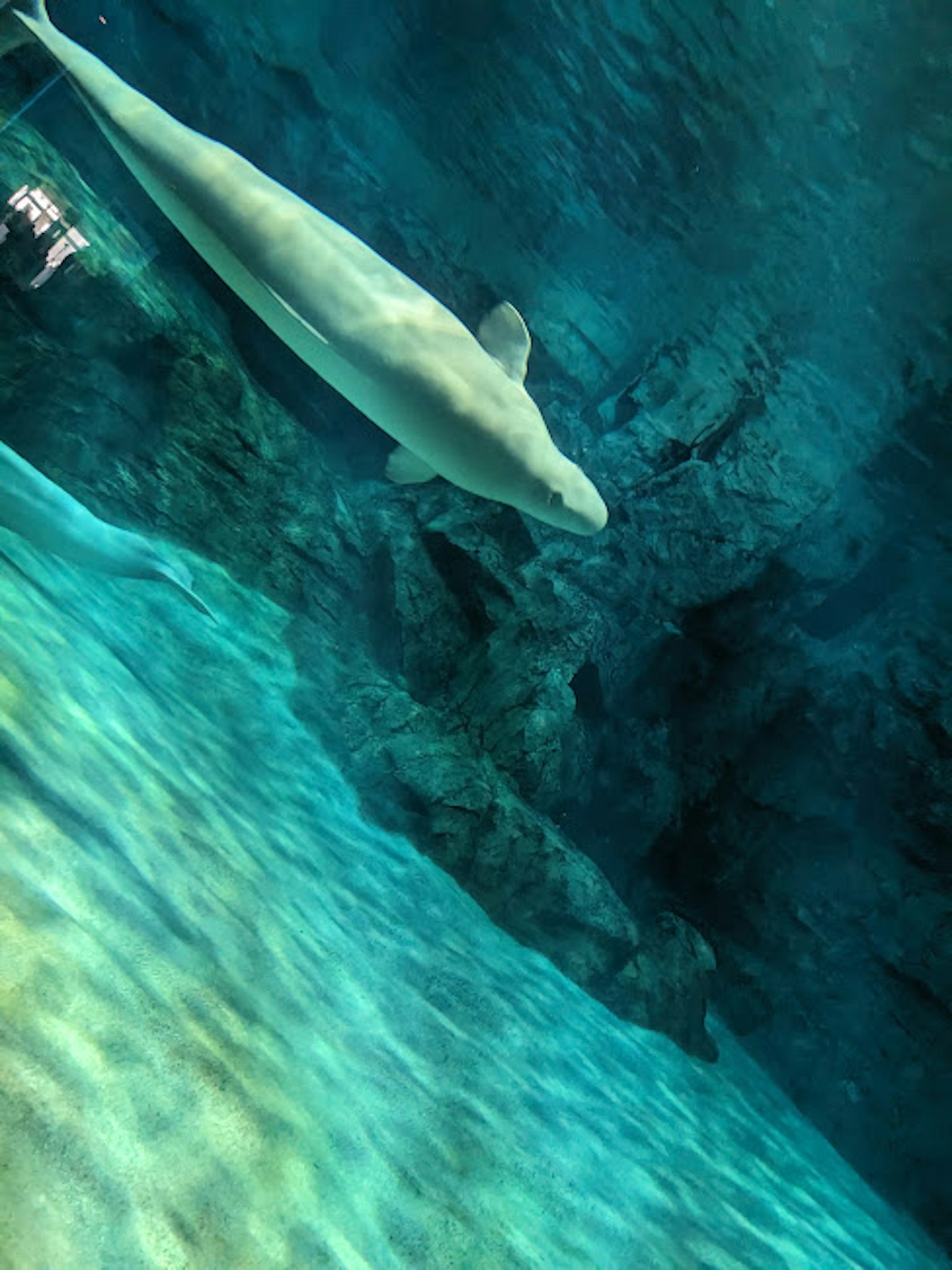 A white dolphin swimming underwater with blue water hues