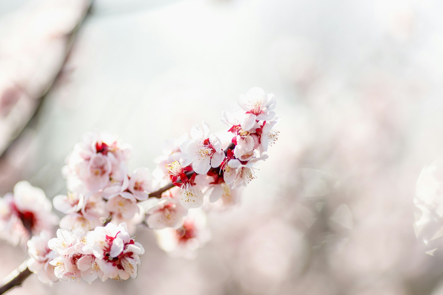 Acercamiento de ramas de cerezo con flores rosas fondo suave