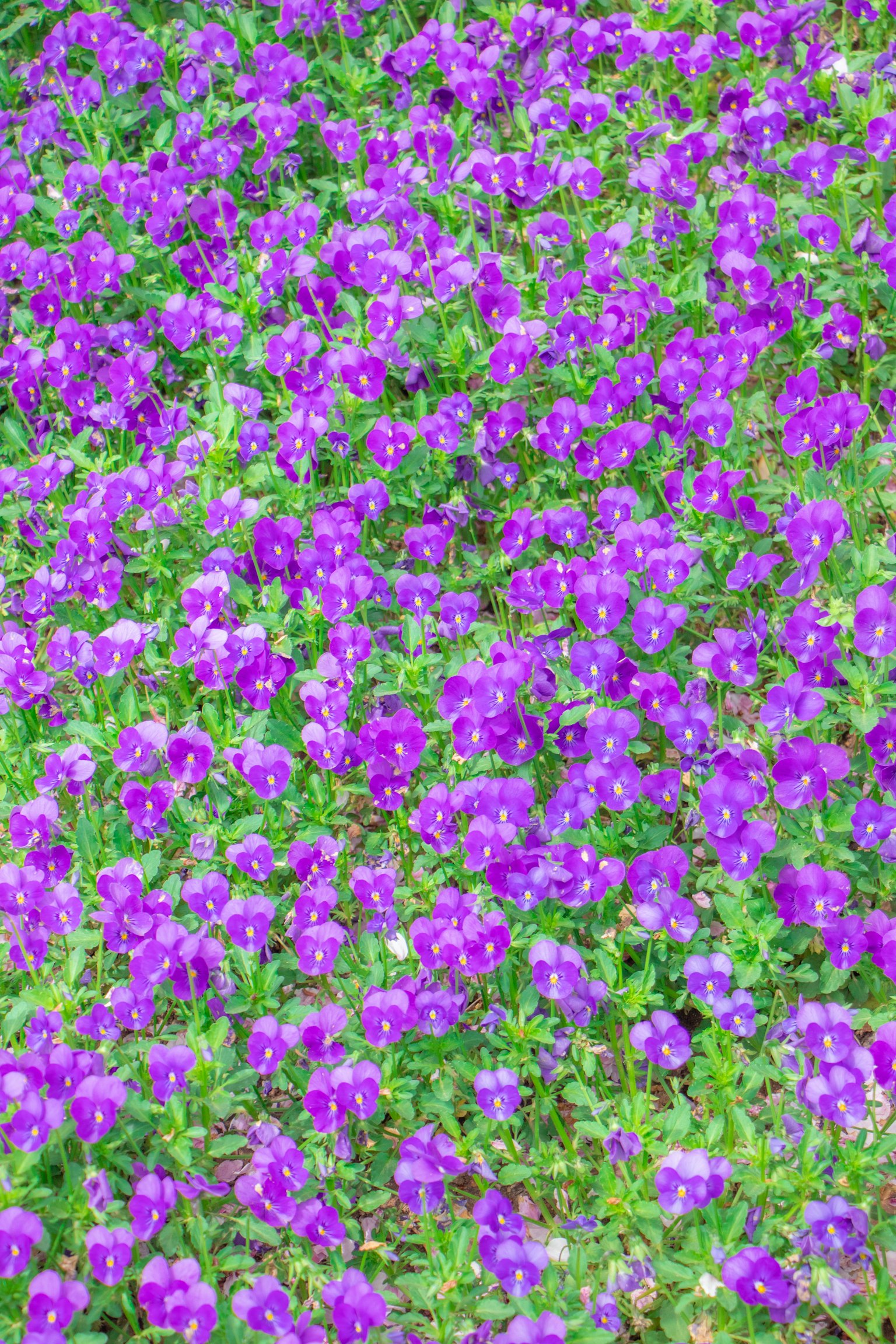 Un vibrante campo de flores moradas con follaje verde exuberante