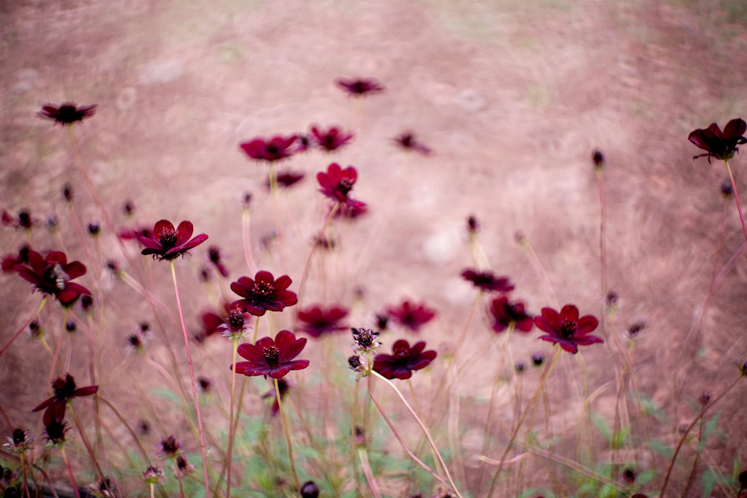 부드러운 흐릿한 배경의 진한 빨간 꽃밭