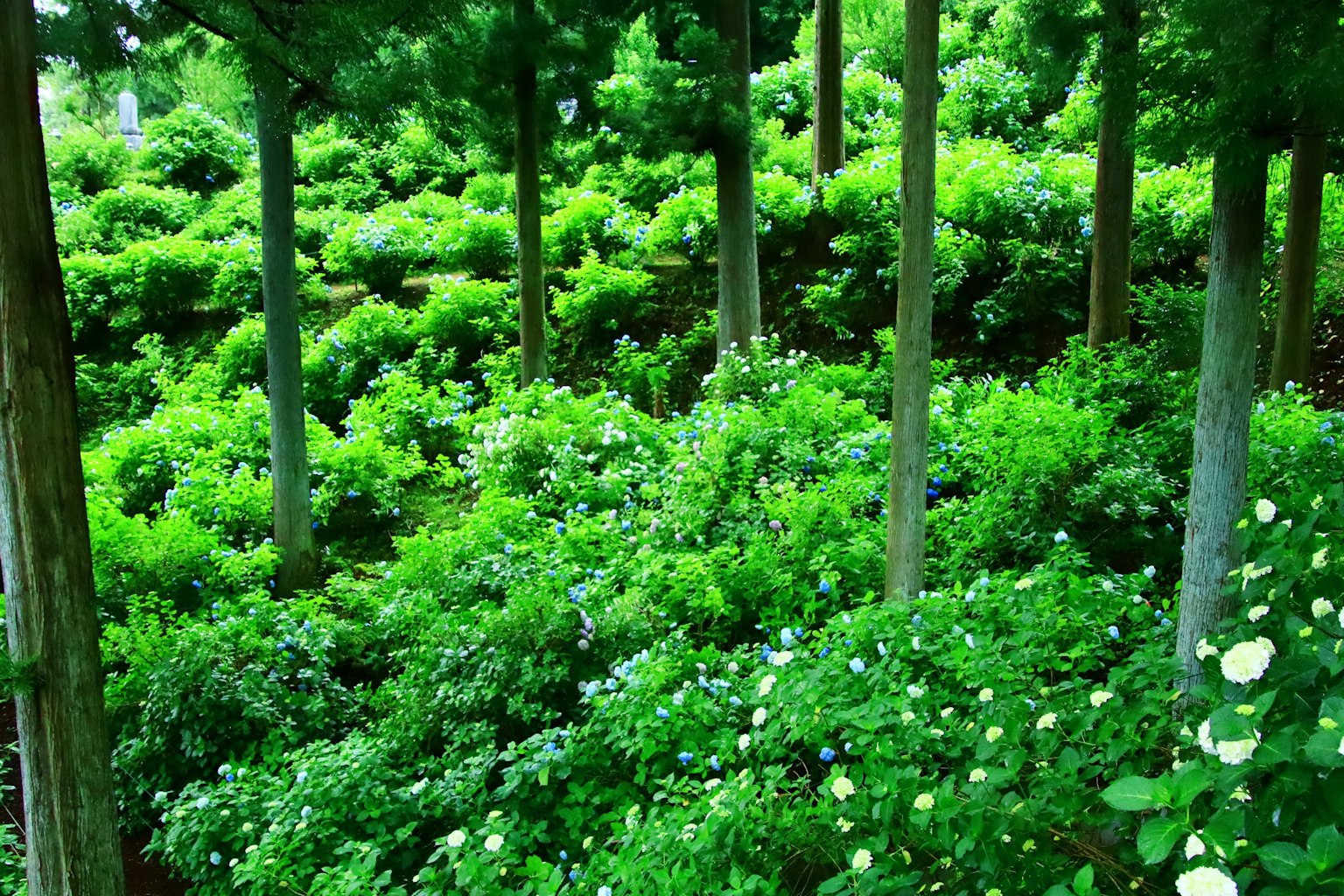 Paisaje verde exuberante con arbustos densos y árboles