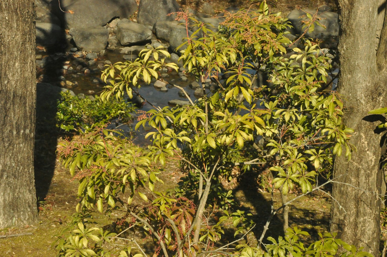 Landscape featuring green-leaved trees and a small water source