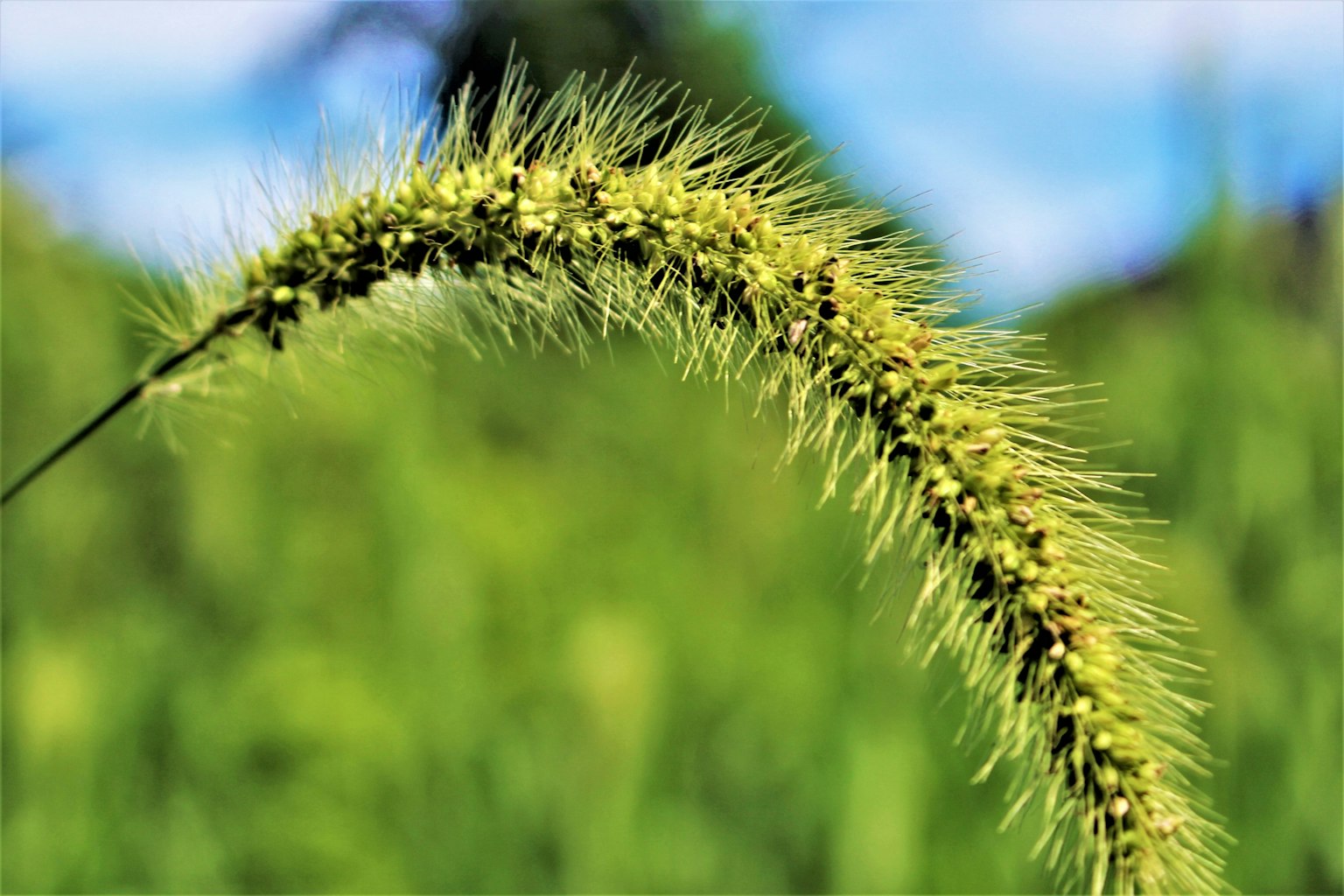 Close-up of grass with green spikes