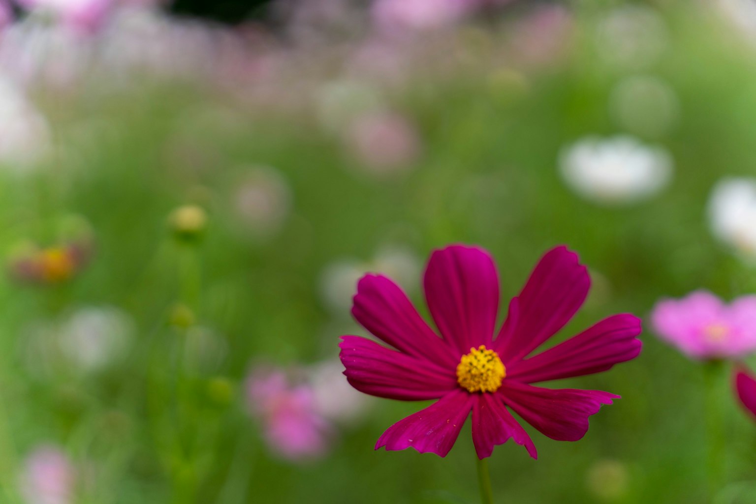 Fleur rose vive fleurissant au milieu d'un fond vert