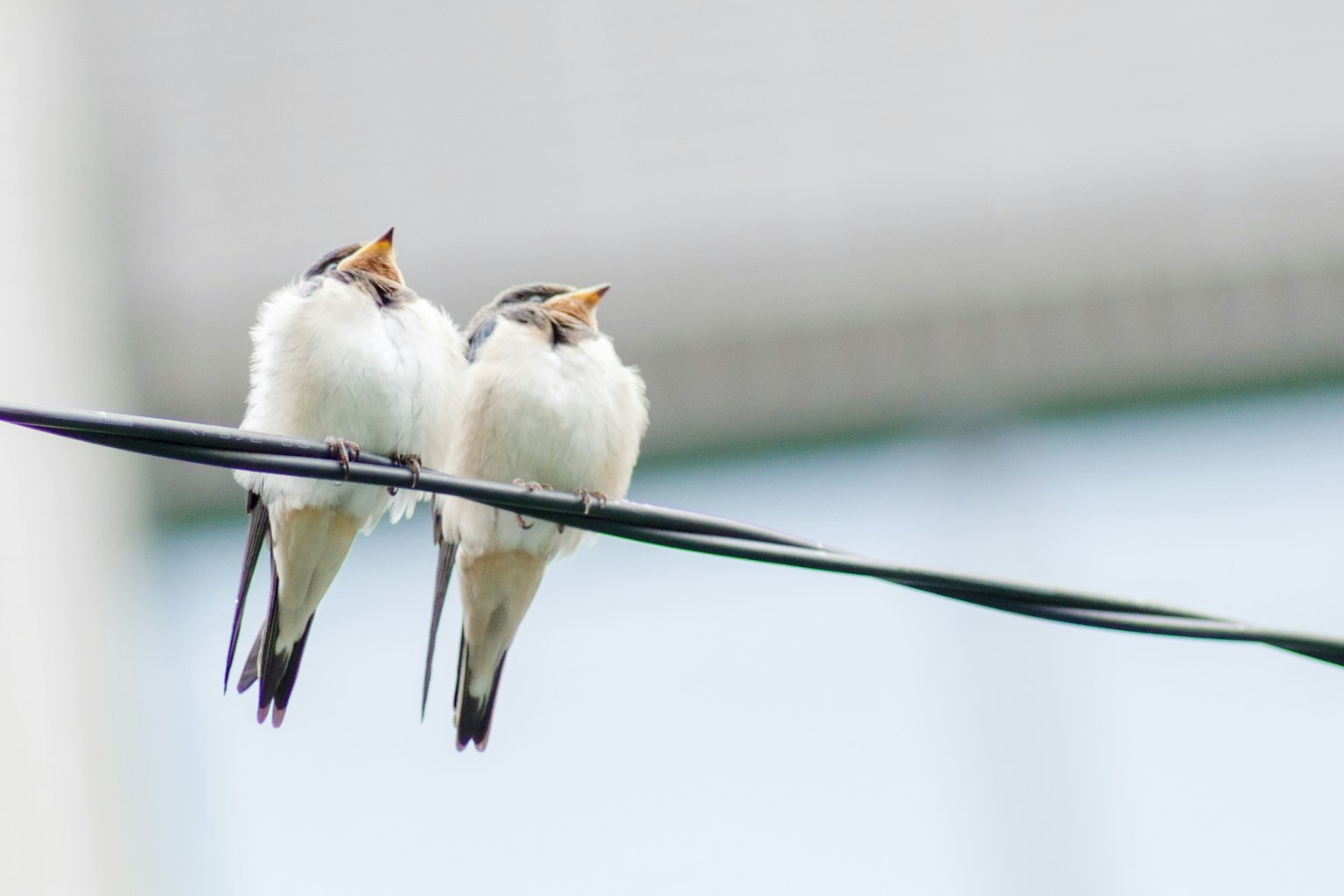 Due piccoli uccelli bianchi appollaiati su un filo elettrico