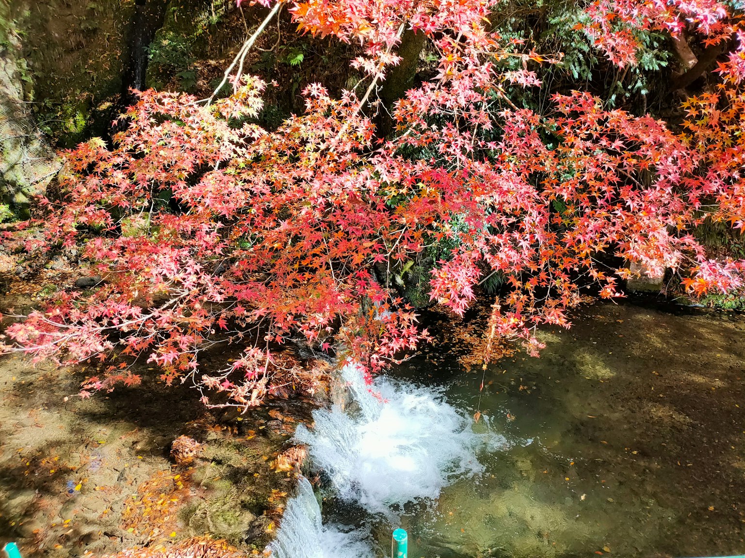 Bellissimi foglie d'autunno e scena d'acqua che scorre