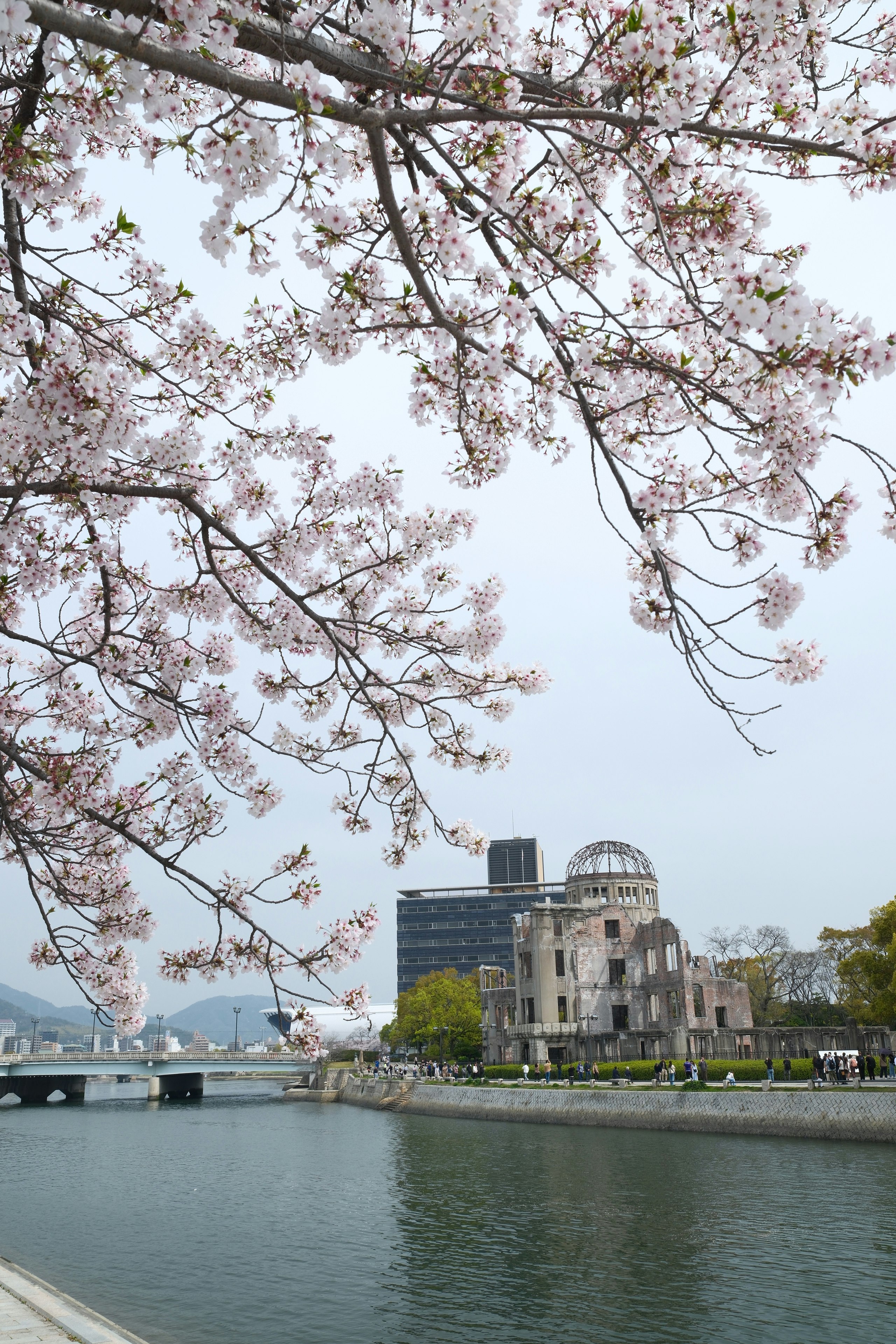 平和記念公園の桜と原爆ドームの眺め