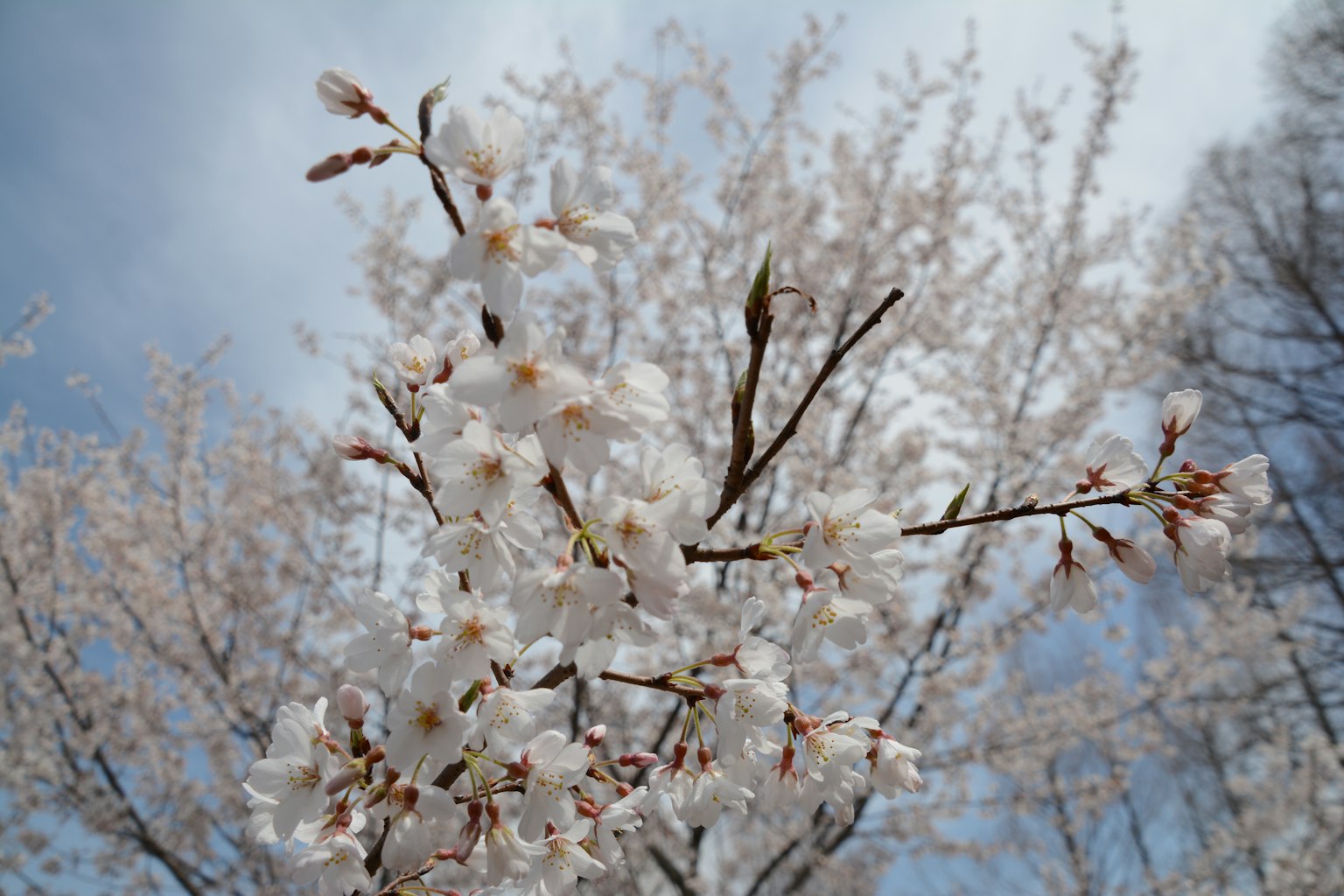 樱花树枝的特写，白色花朵与蓝天和淡云相映衬
