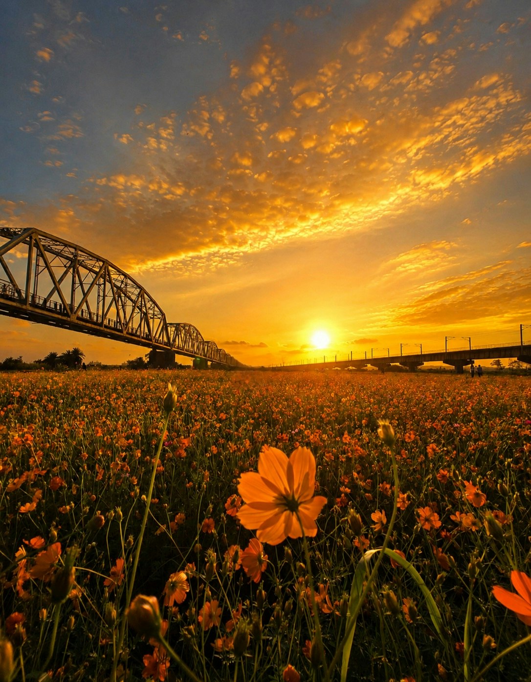 夕焼けの花畑と旧鉄橋が並ぶ黄昏の風景