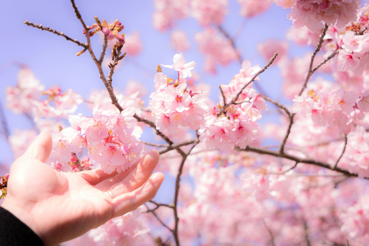 Una mano che si avvicina ai fiori di ciliegio rosa contro un cielo blu
