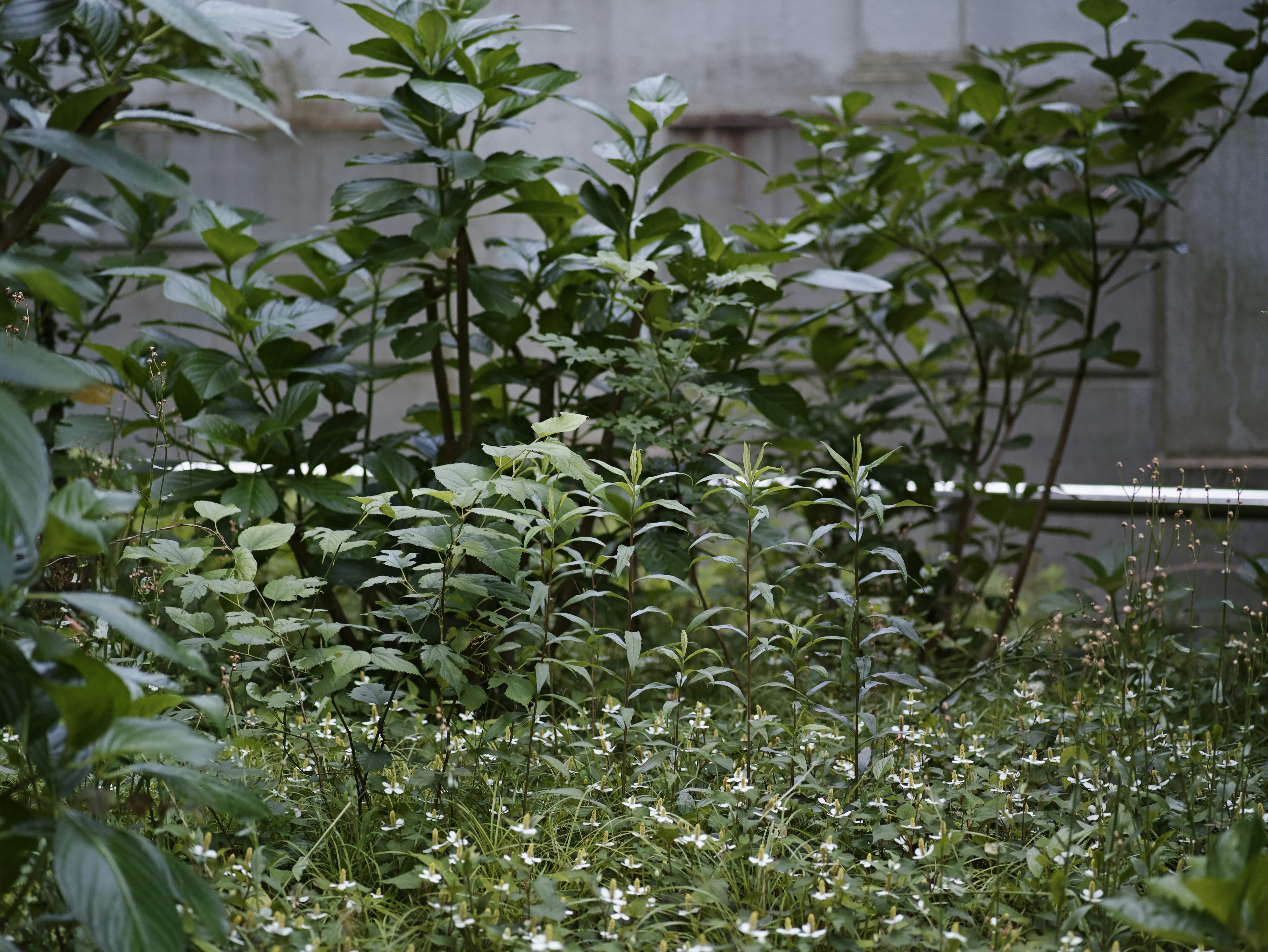 鉢植えの植物が並ぶ室内の緑の空間