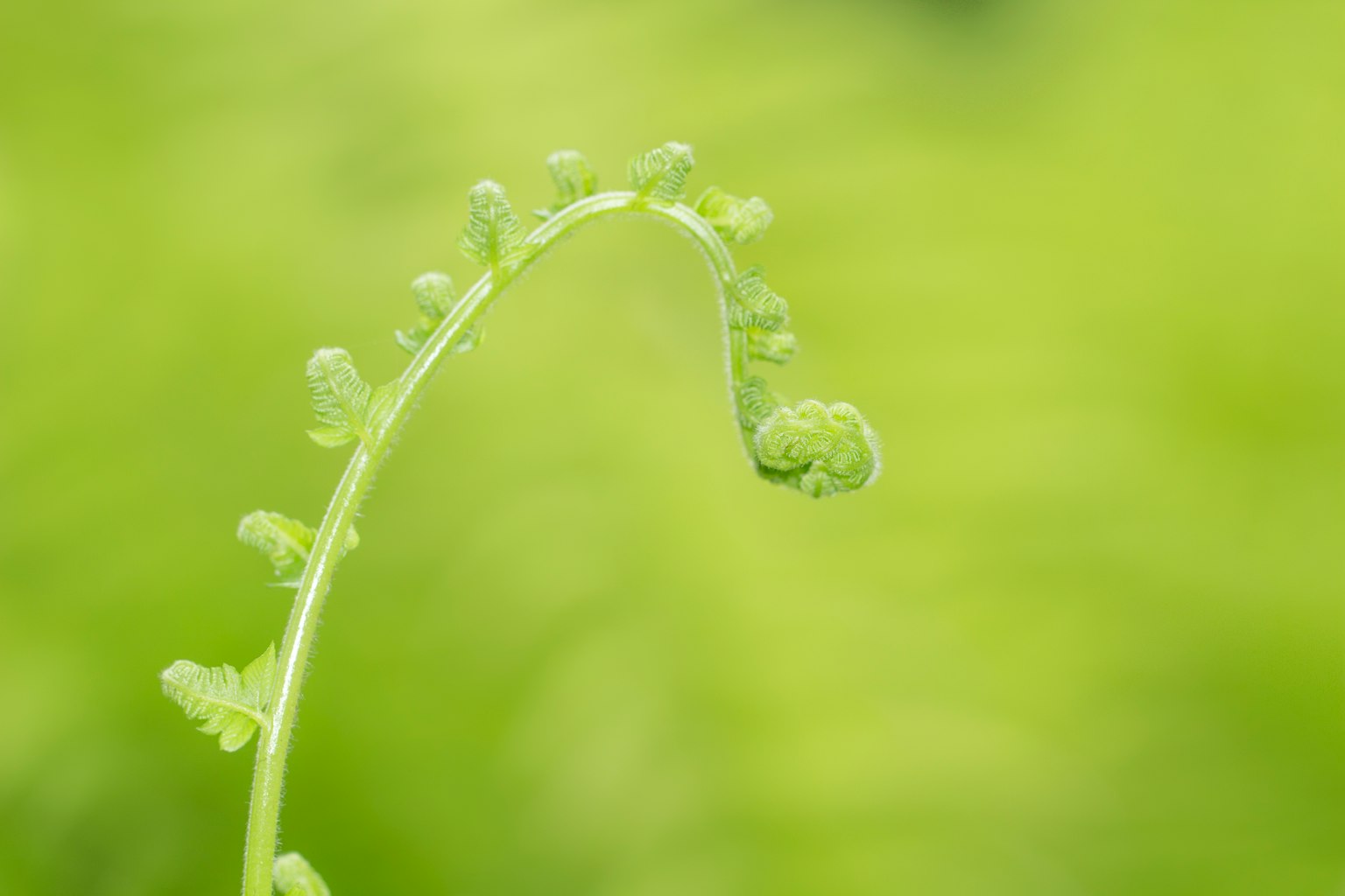 绿色背景下的叶子嫩芽特写