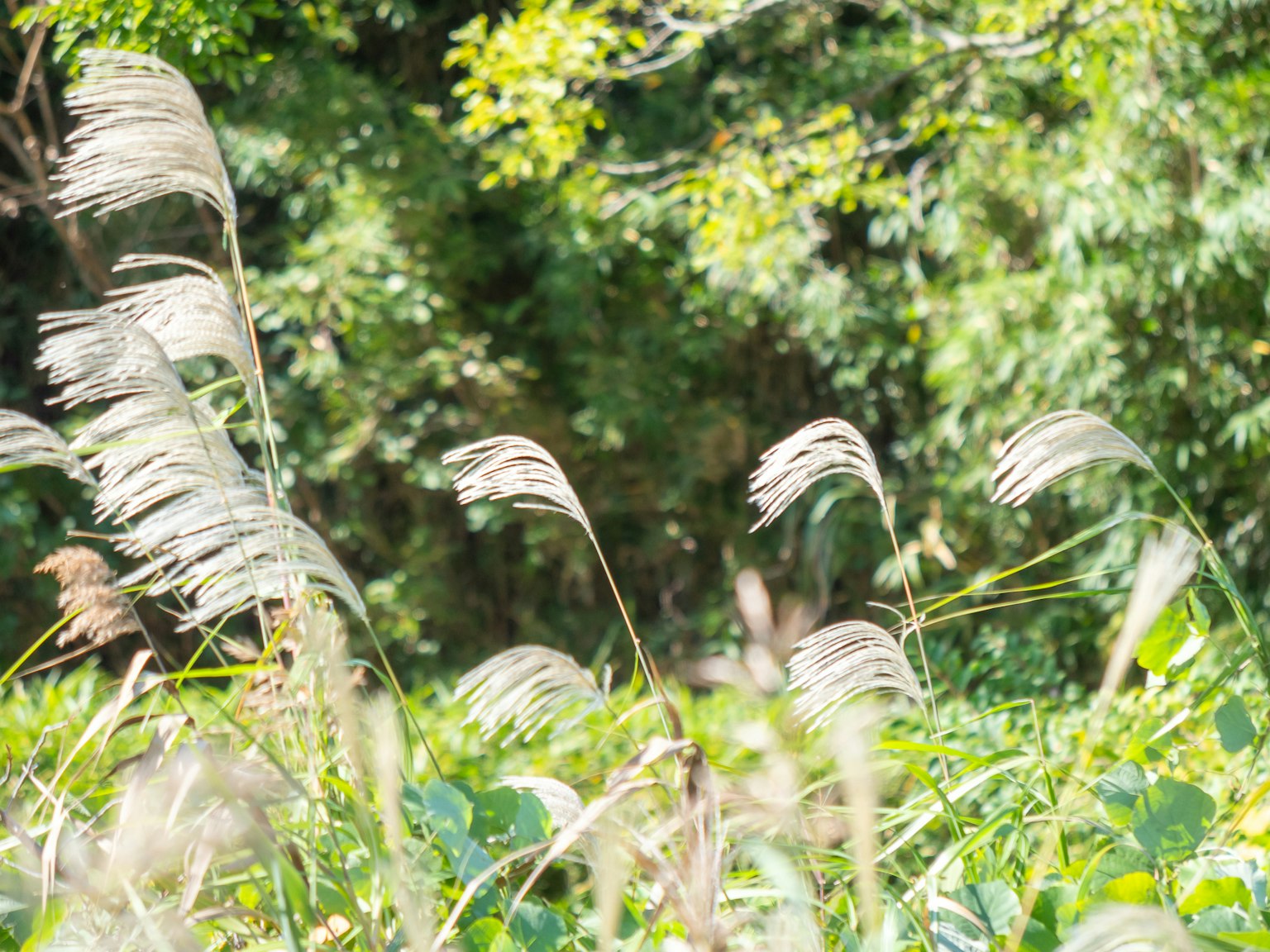 Gras mit federartigen Ähren, die in einem grünen Hintergrund schwanken