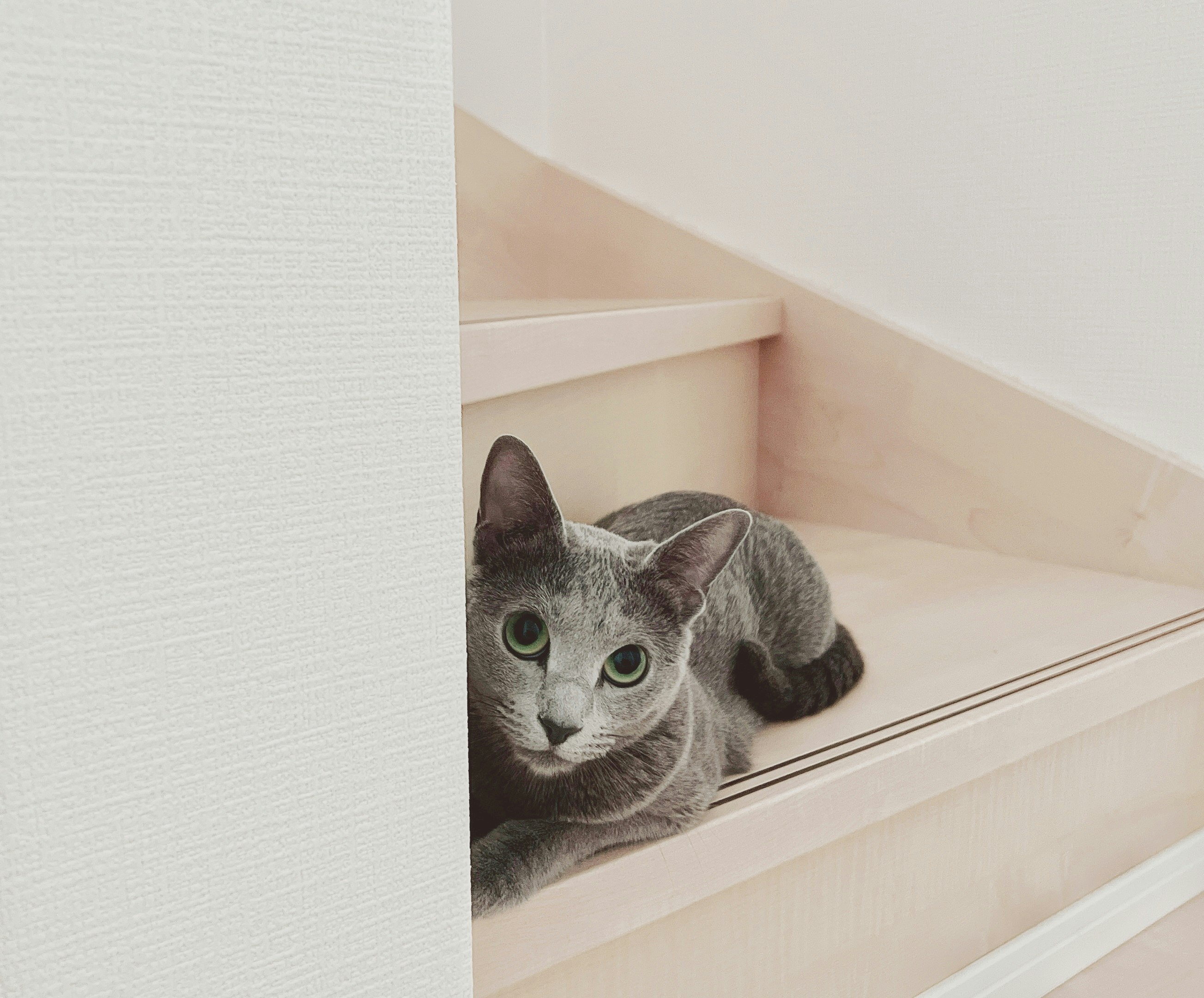 階段の段差に隠れるグレーの猫
