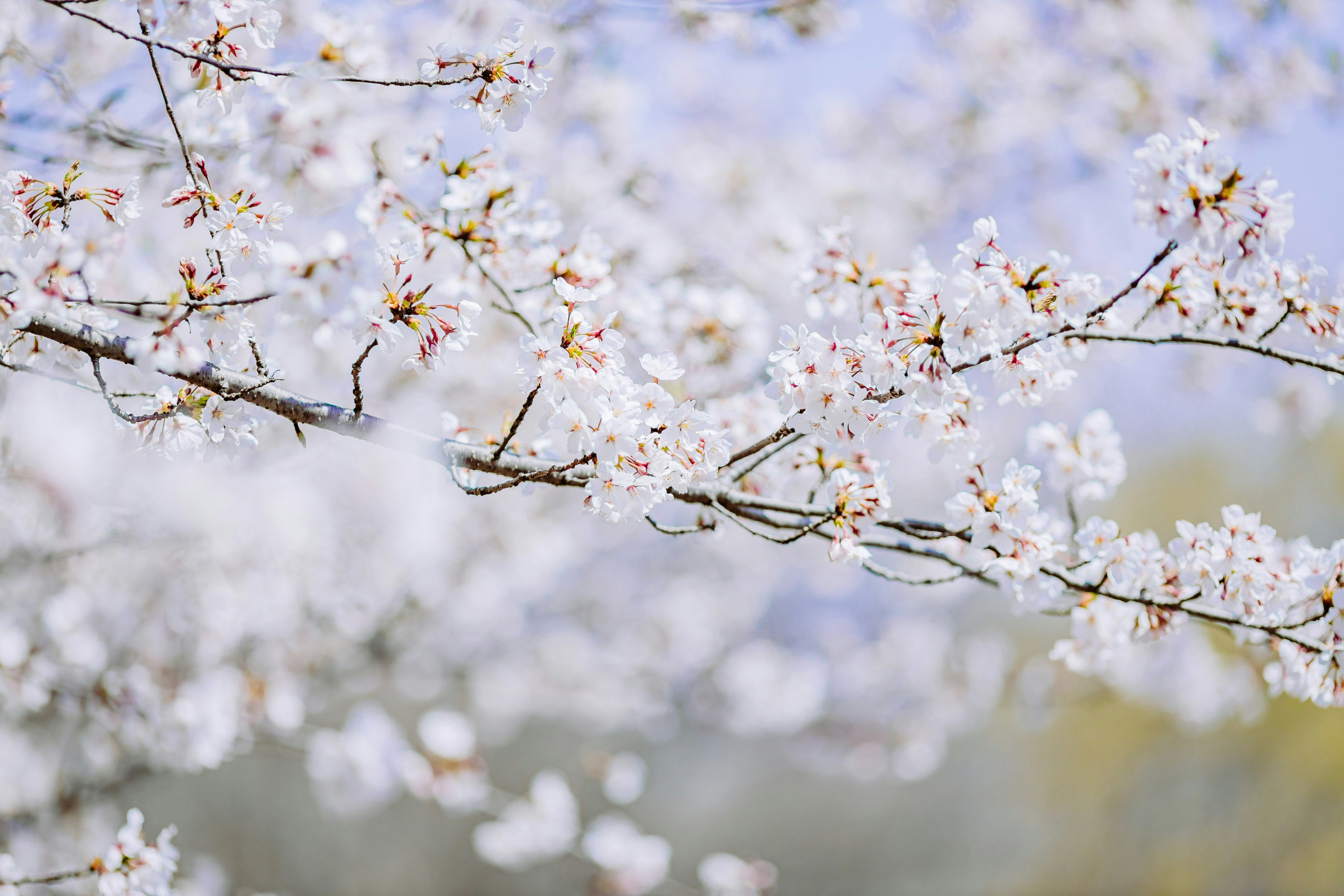 枝に咲く桜の花が背景のぼけで広がる春の景色