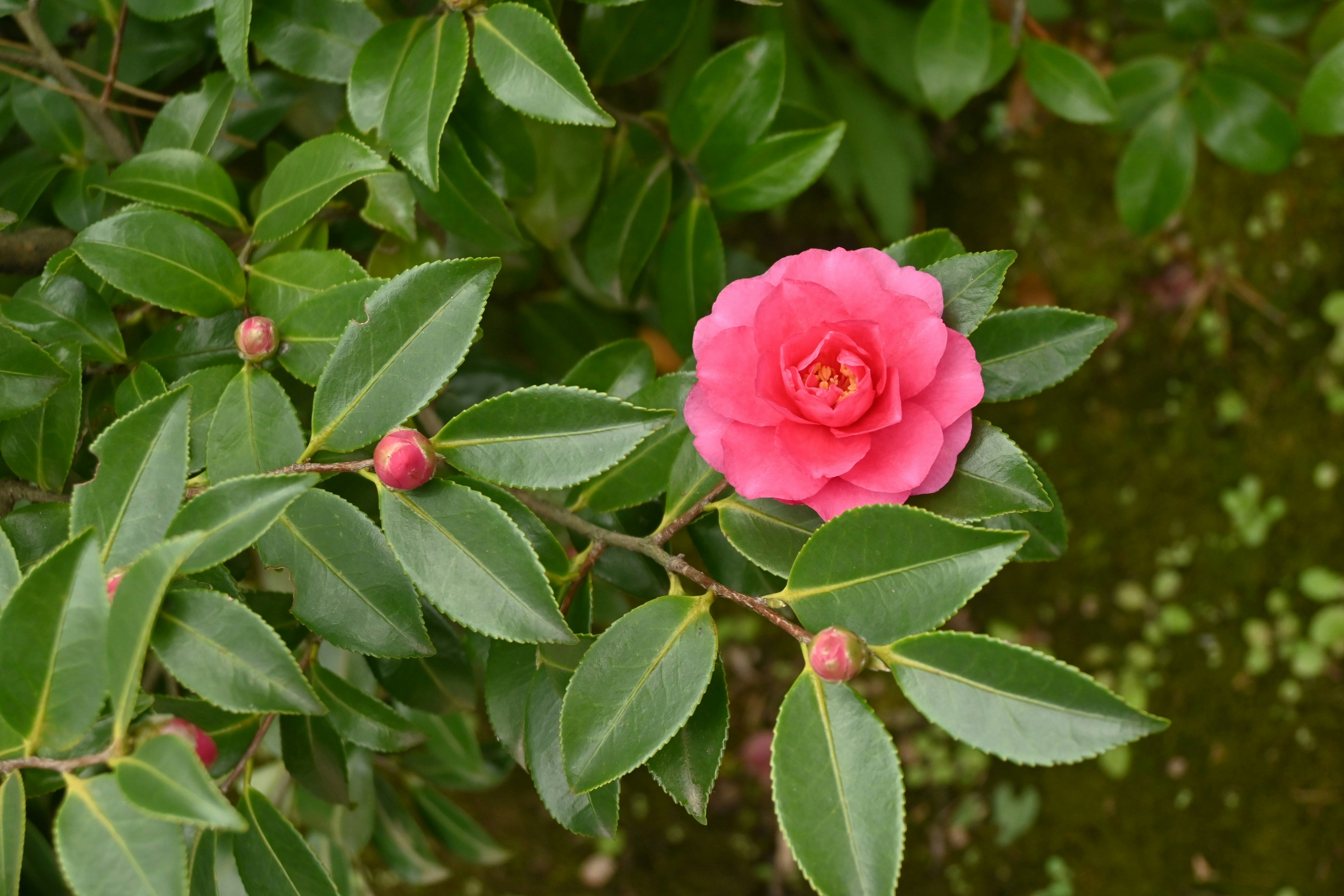 横浜 三溪園の椿の花と葉