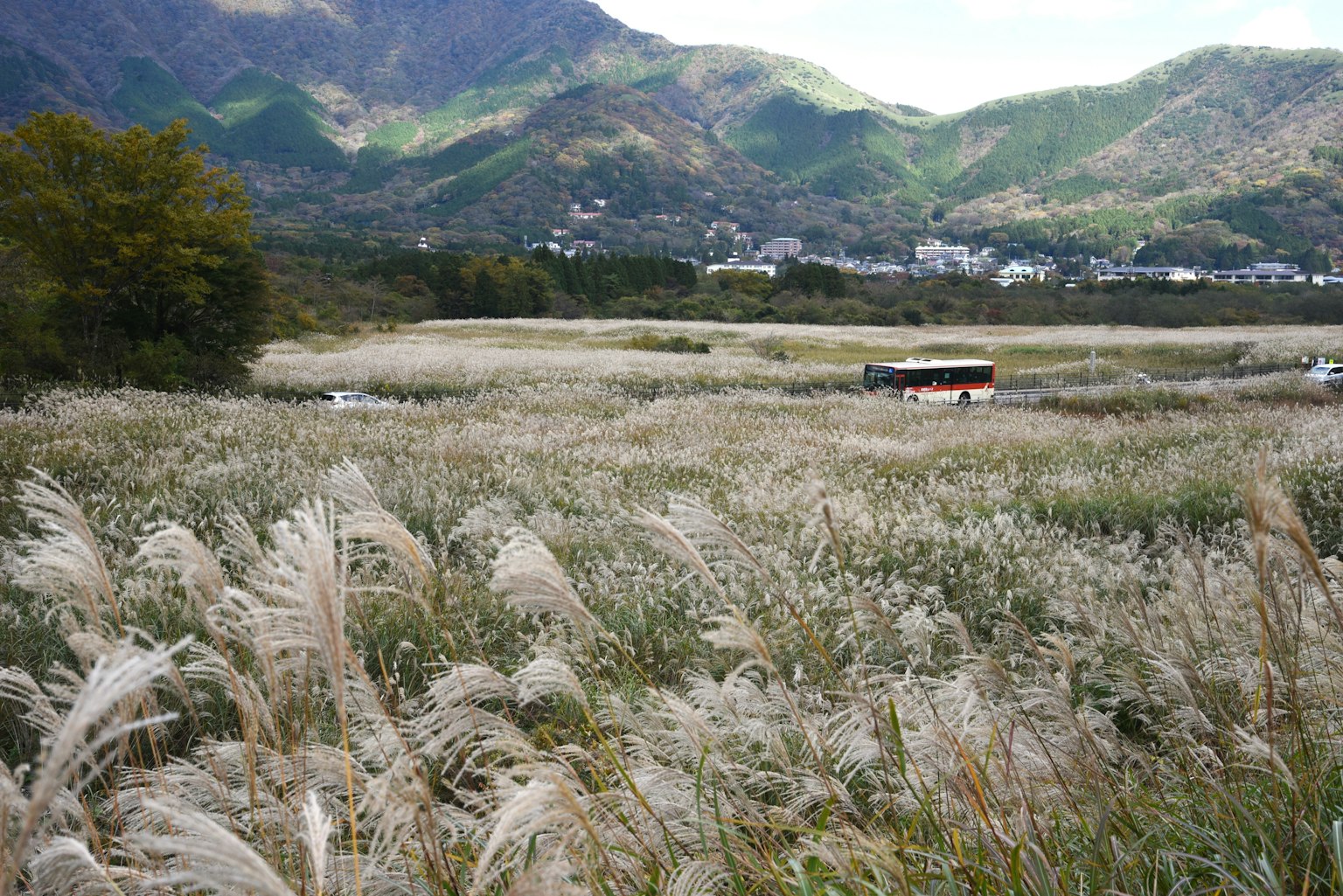 Weitläufiges Feld mit Pampasgras und Bergen im Hintergrund