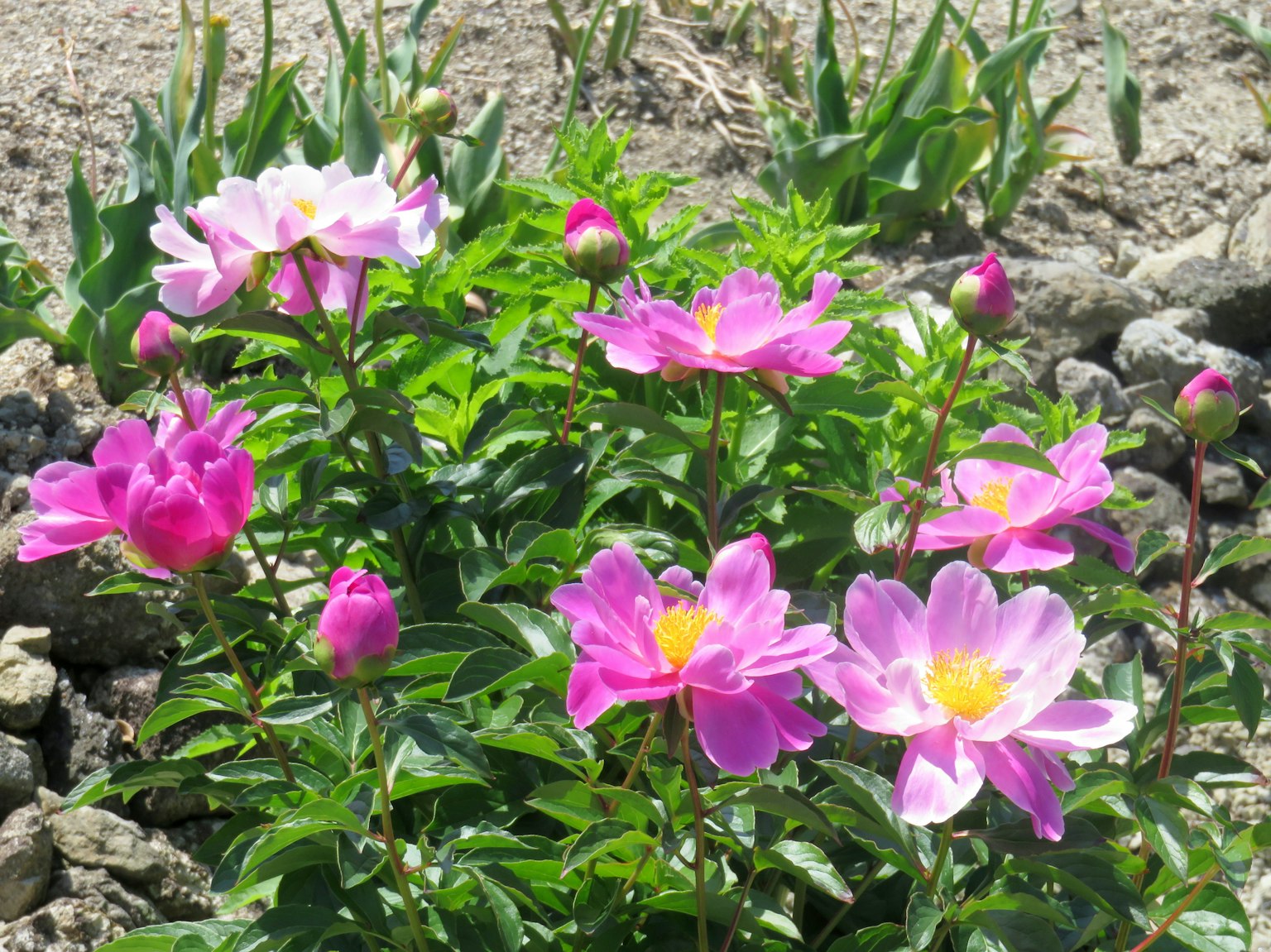 花園中盛開的鮮豔粉色花朵叢
