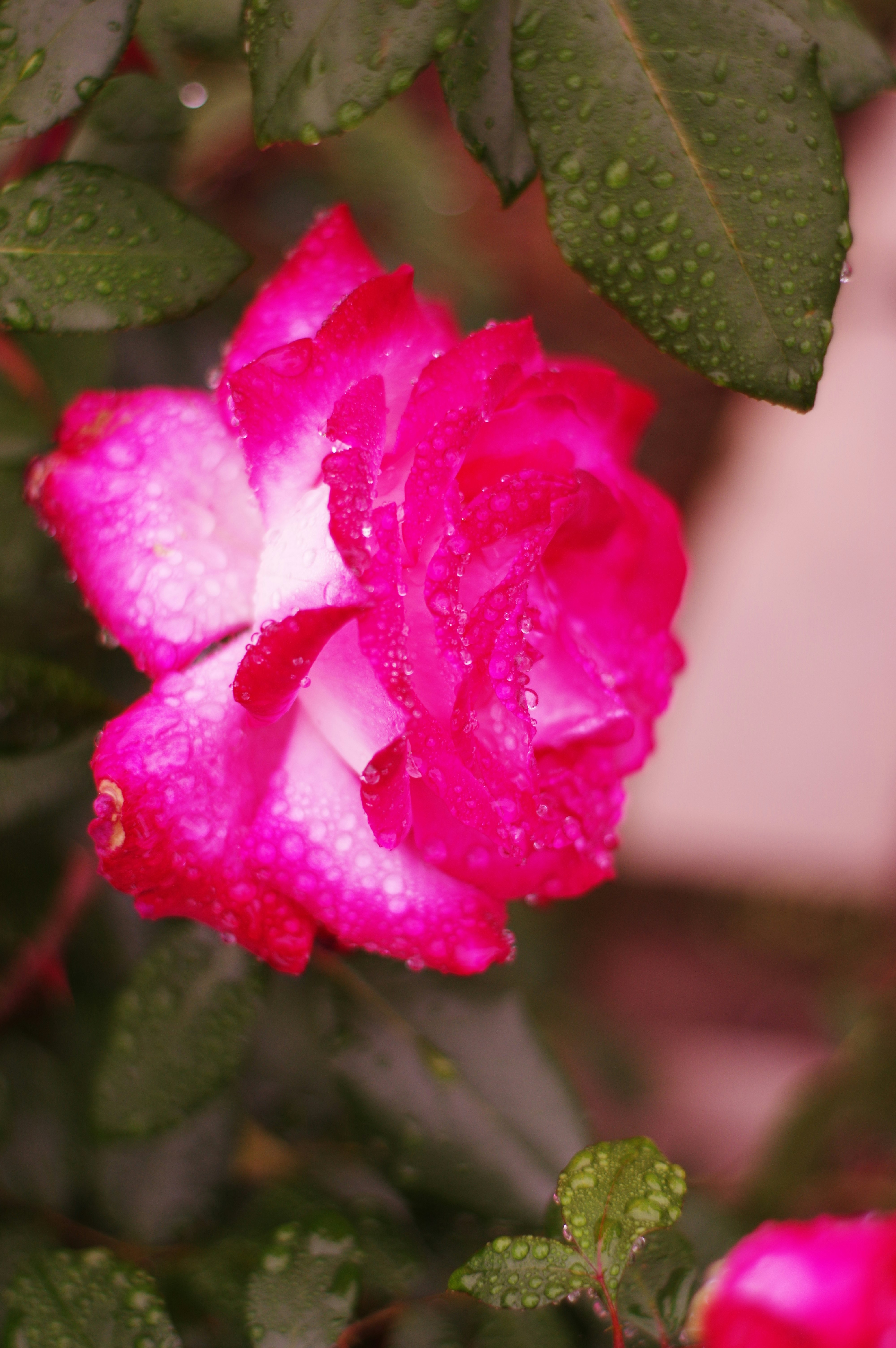 雨粒のついたピンクのバラの花