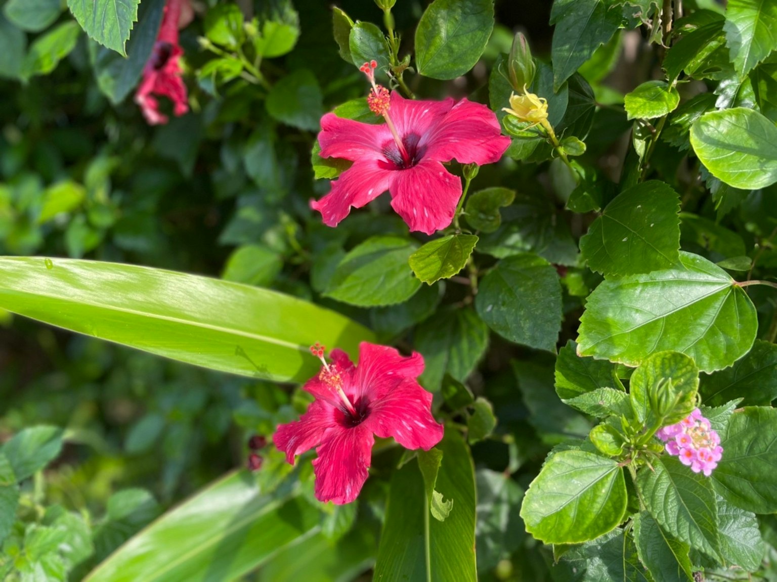 Lebendige rote Hibiskusblüten umgeben von grünen Blättern
