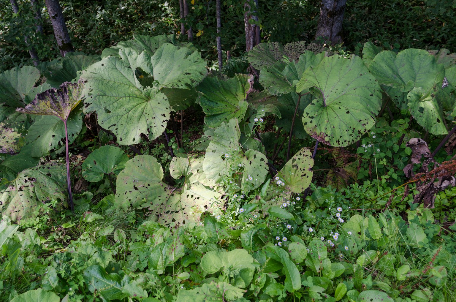 Végétation luxuriante avec de grandes feuilles dans un cadre forestier