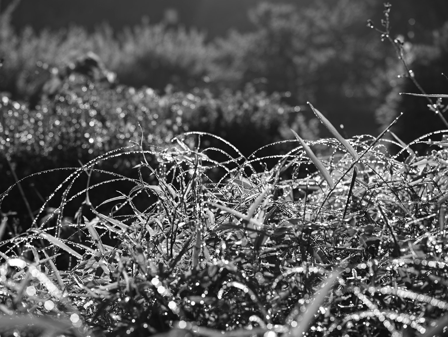 Mit Tau bedeckte Grashalme, die in einer monochromen Landschaft glitzern