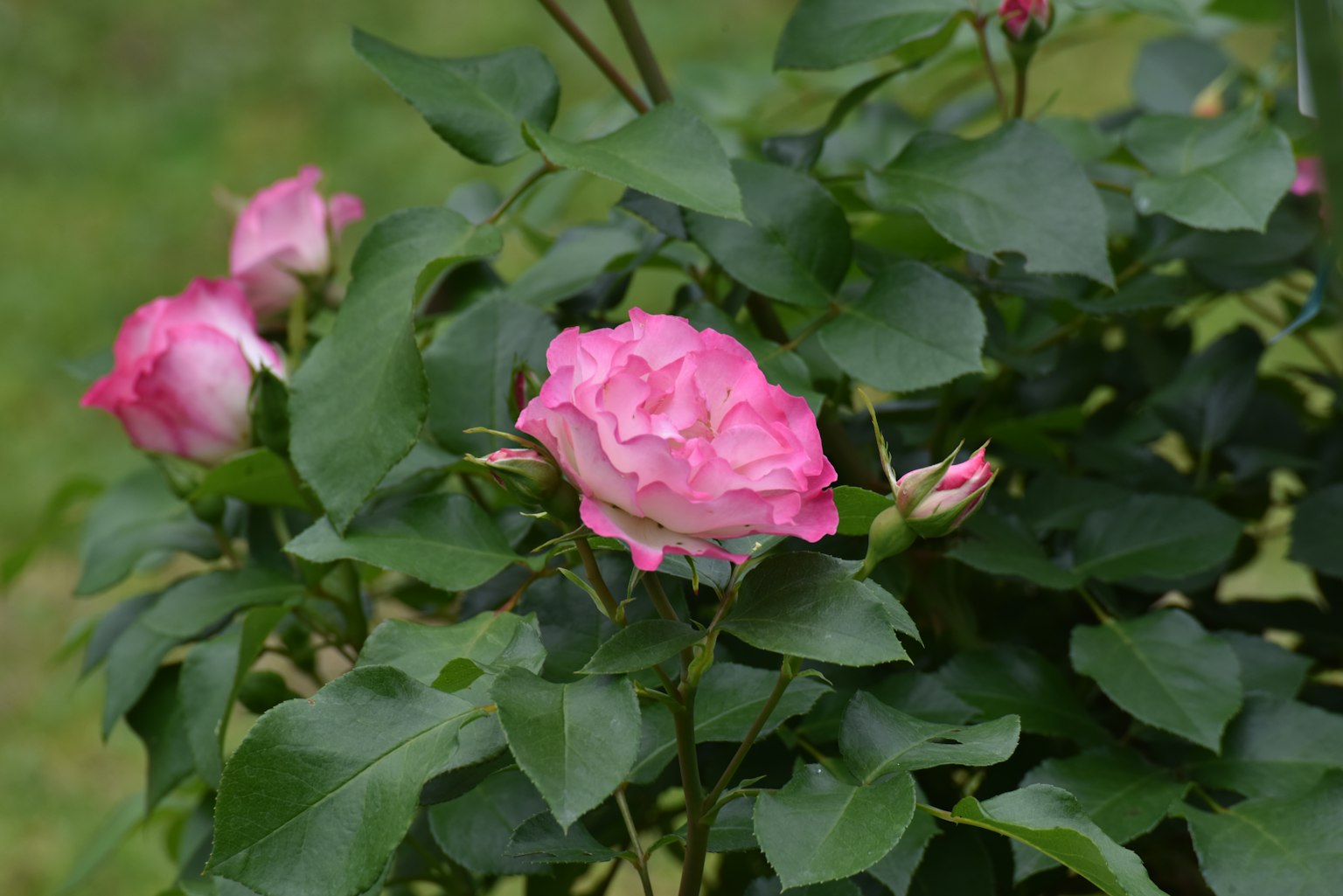 Pink roses blooming among lush green leaves