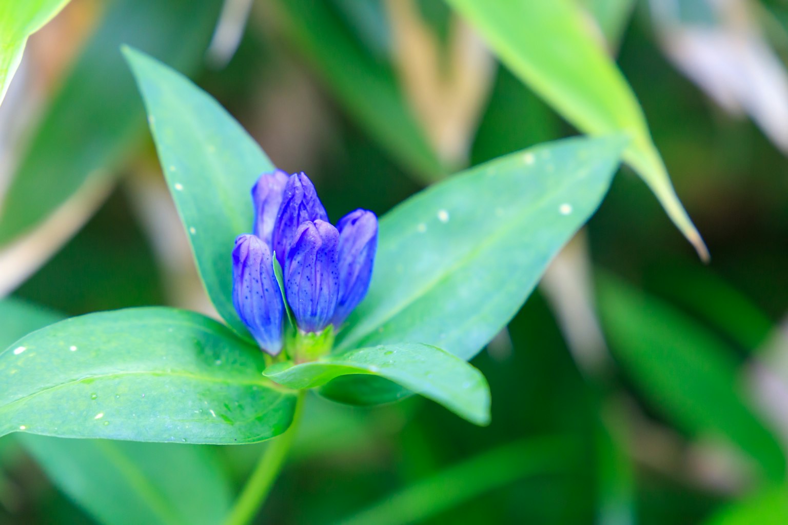 Fleur bleu-violet entourée de feuilles vertes