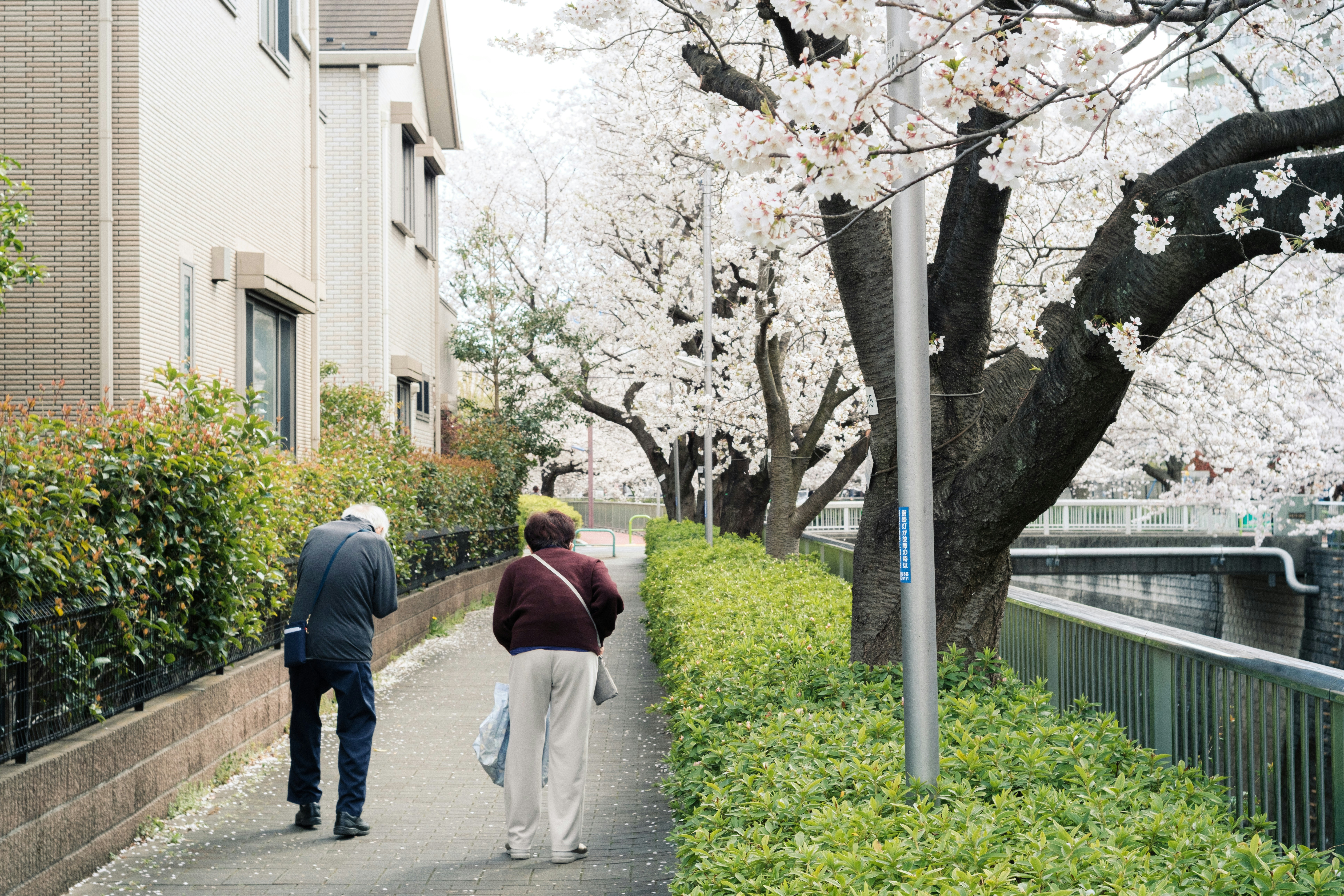 桜の木の下を歩く人々がいる住宅街の小道