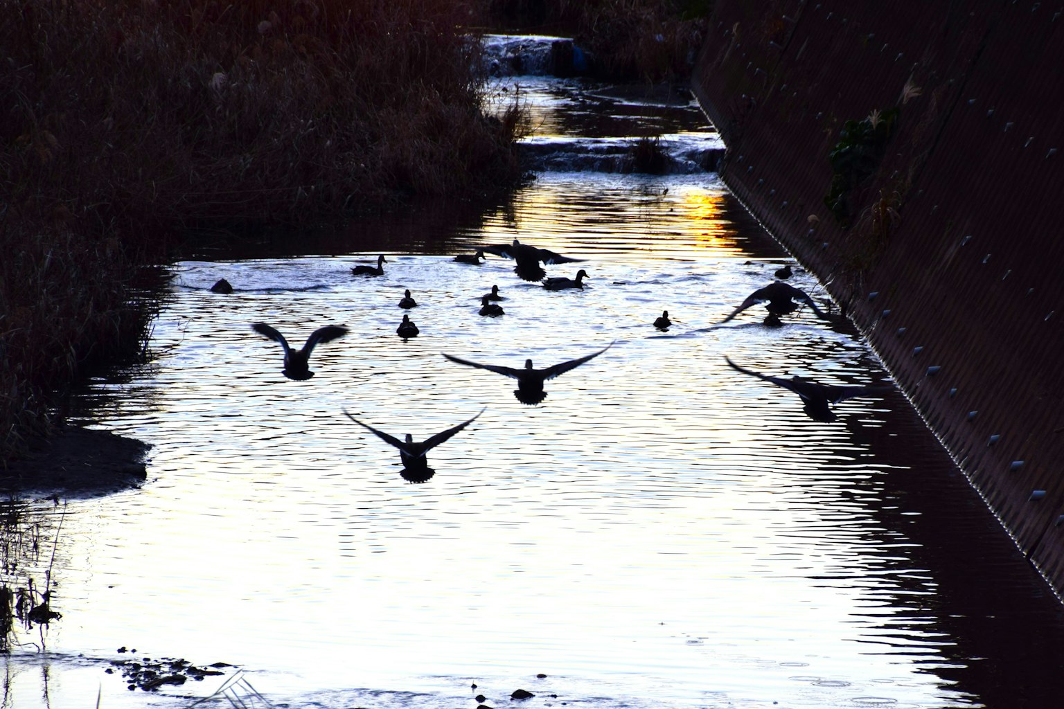 Silhouettes of birds flying over water surface with flowing stream