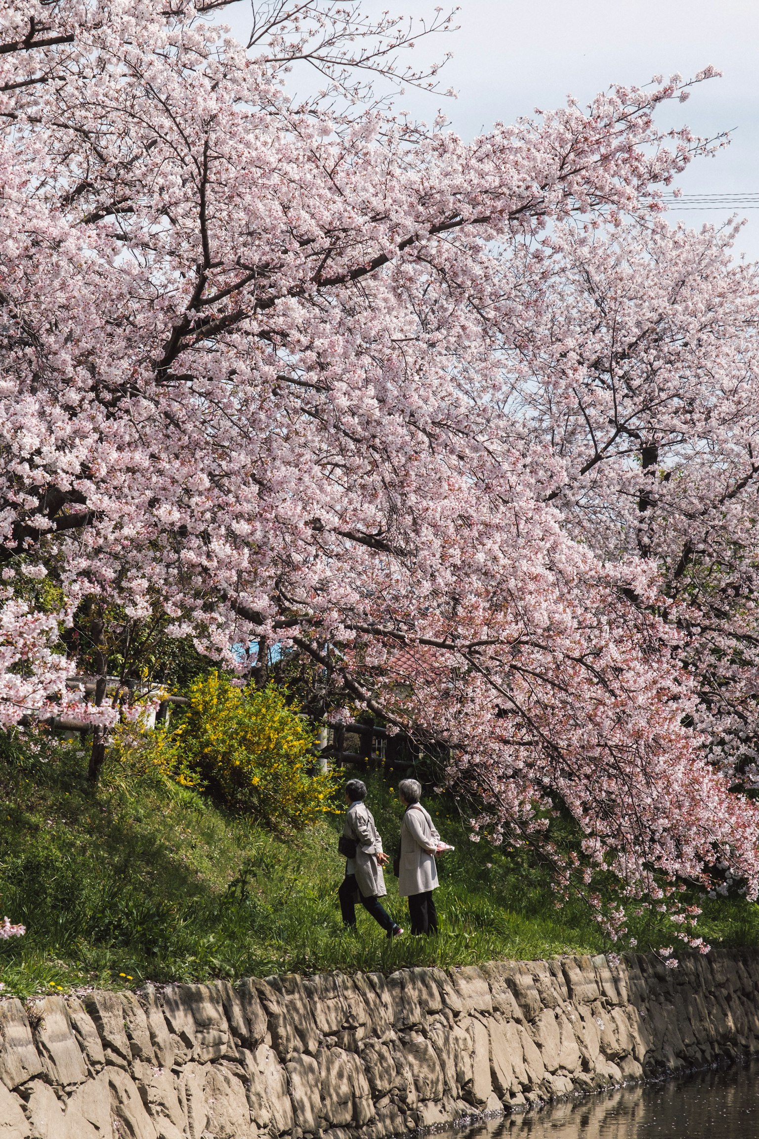 Deux personnes marchant sous des cerisiers en fleurs dans un cadre printanier