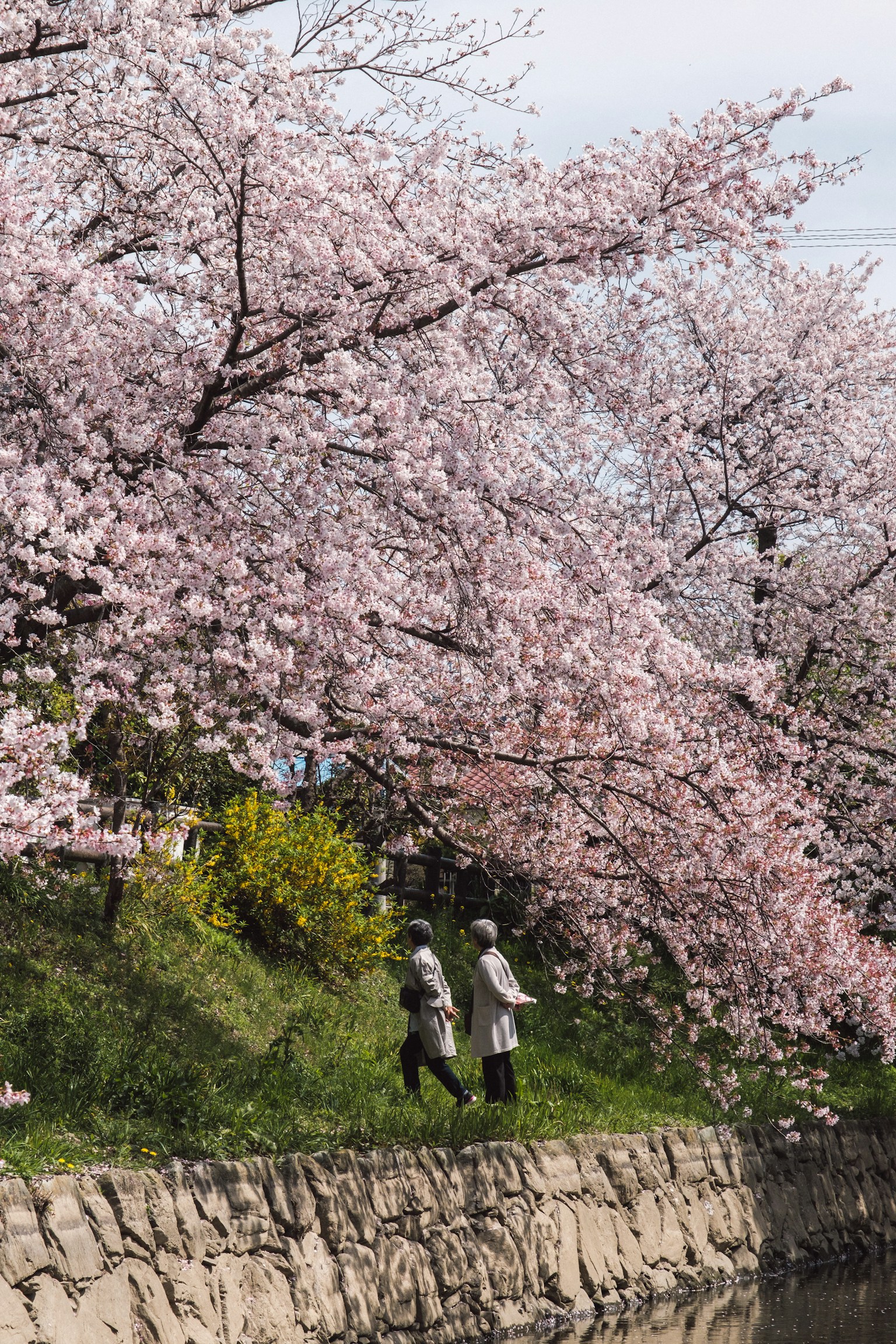Due persone che camminano sotto alberi di ciliegio in un ambiente primaverile