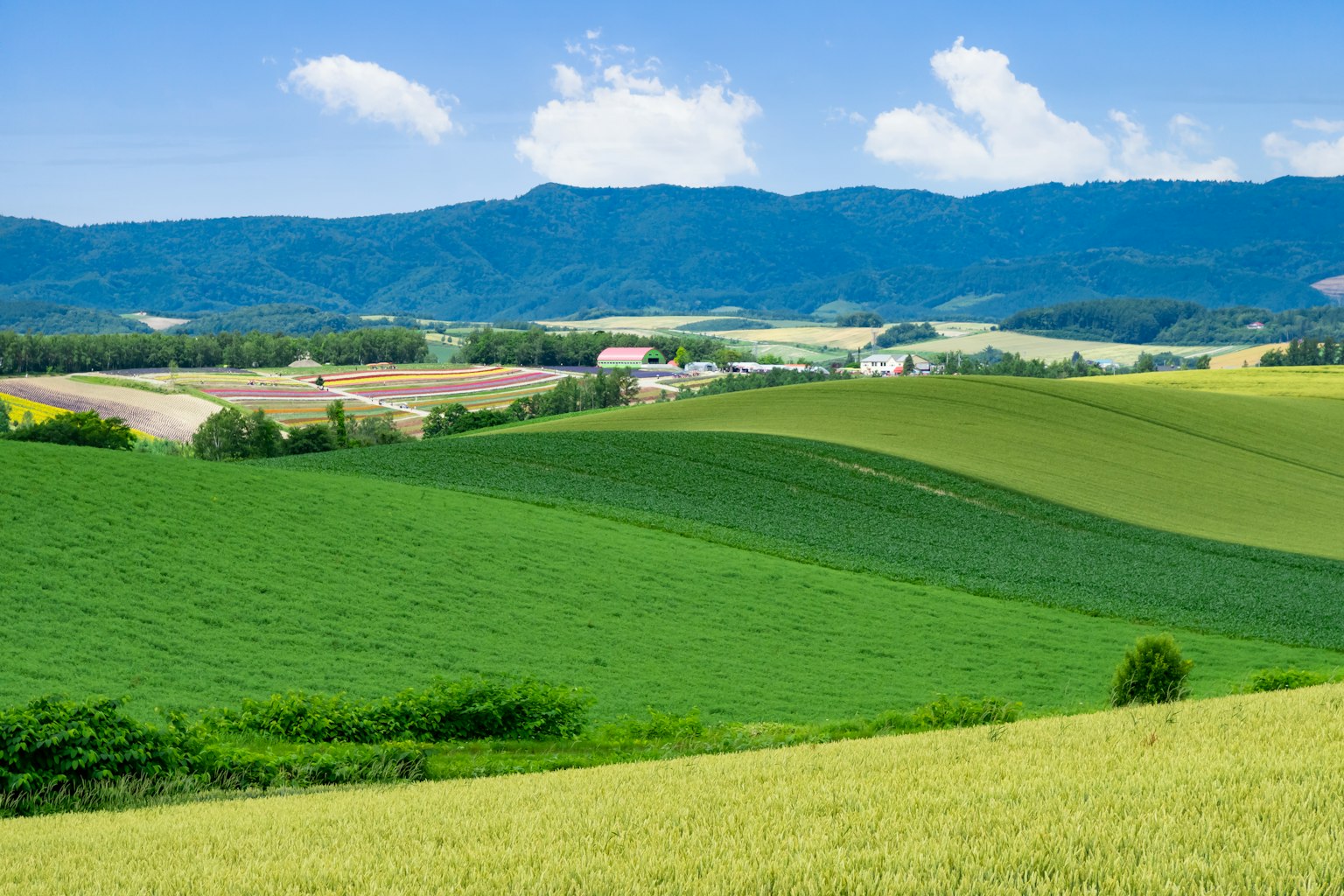 Lebendige grüne Hügel unter einem klaren blauen Himmel
