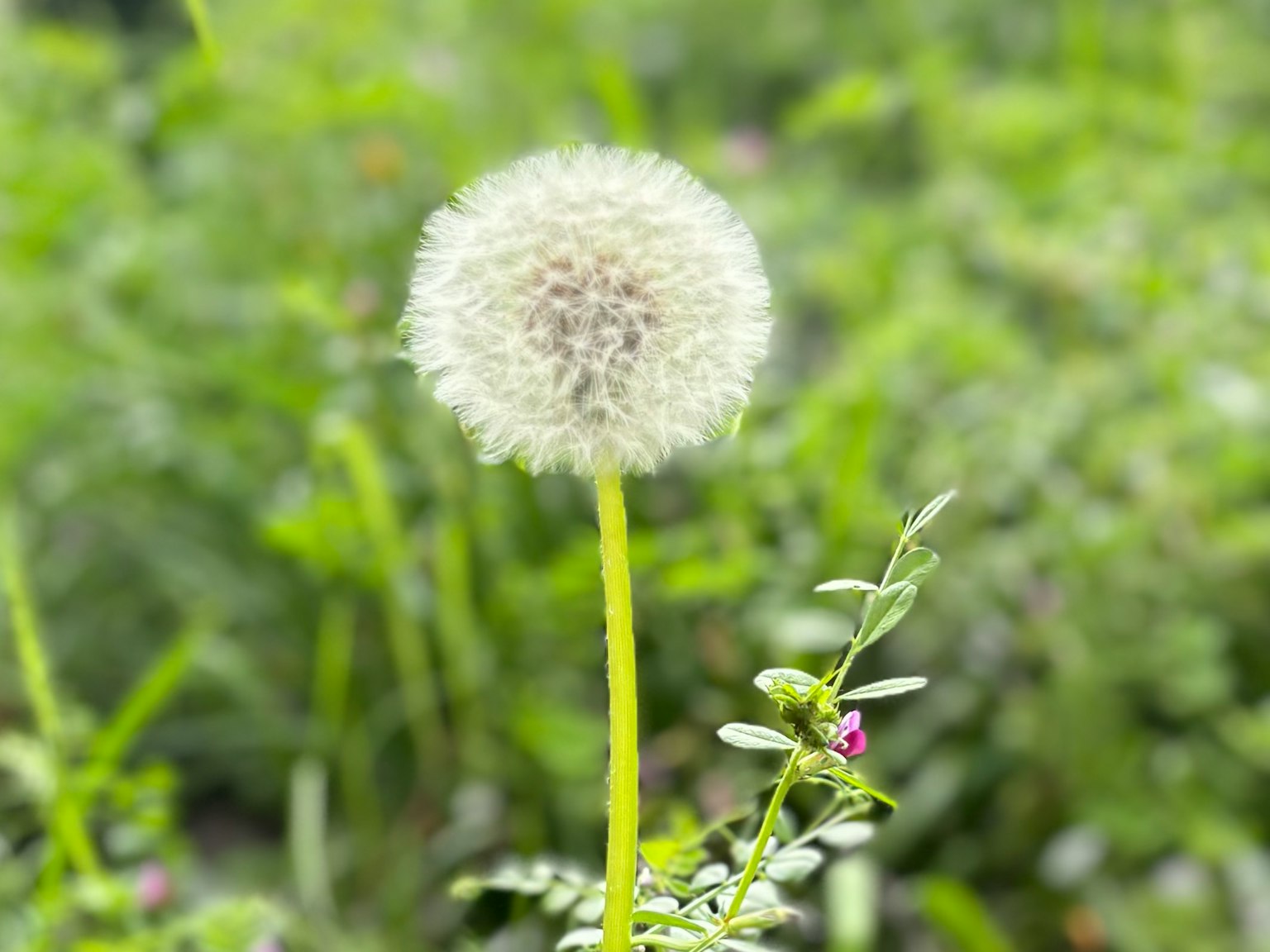 Kepala biji dandelion putih berbulu berdiri di latar belakang hijau
