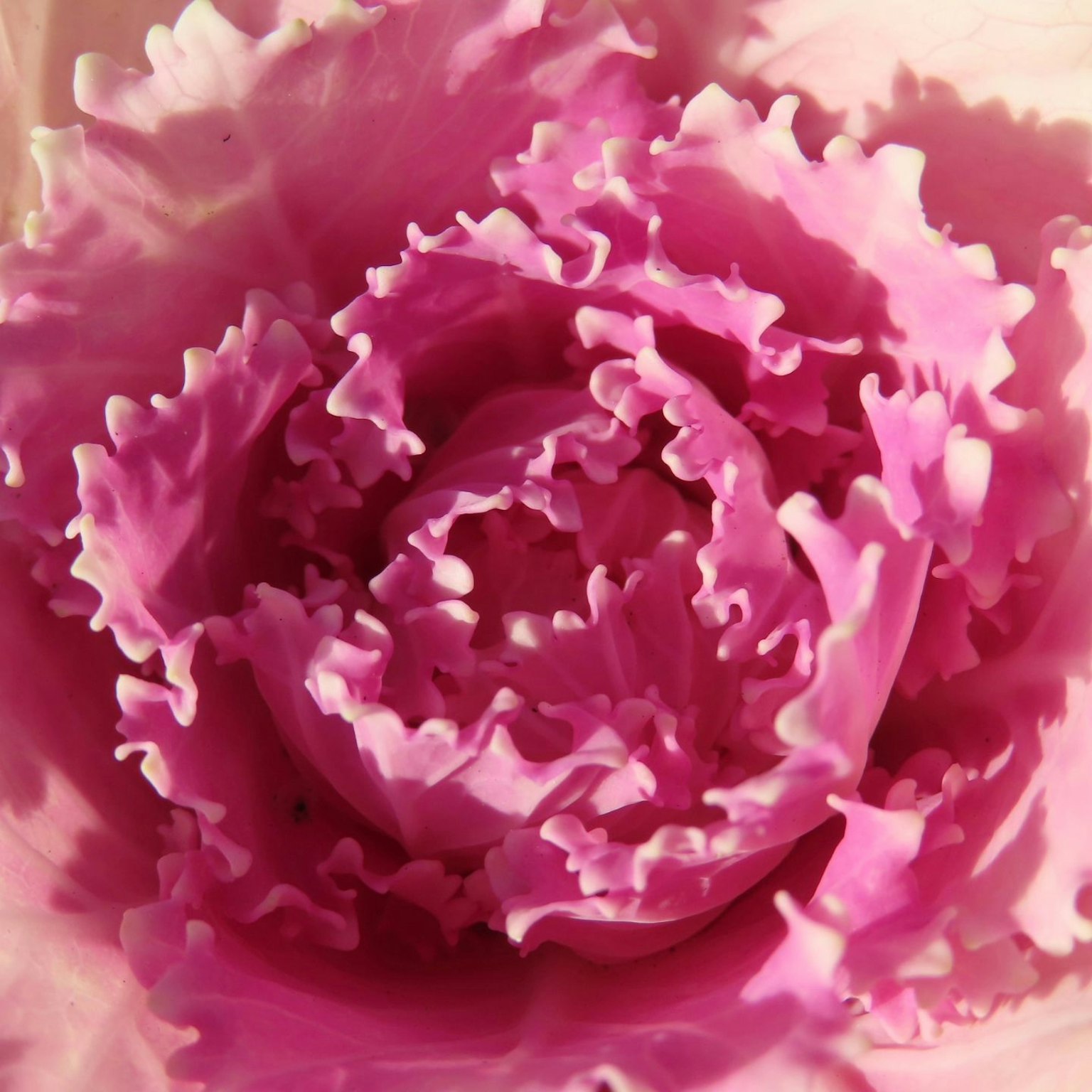 Gros plan d'une belle fleur avec des pétales roses vibrants superposés de manière complexe
