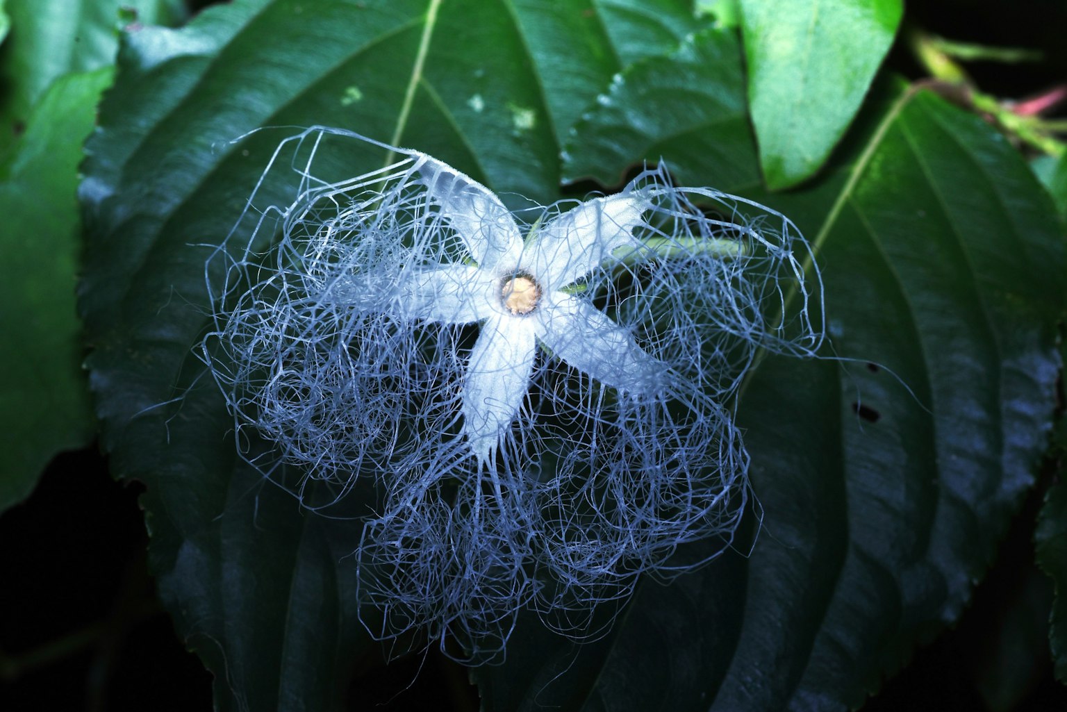 Unique white flower with intricate filaments on green leaves