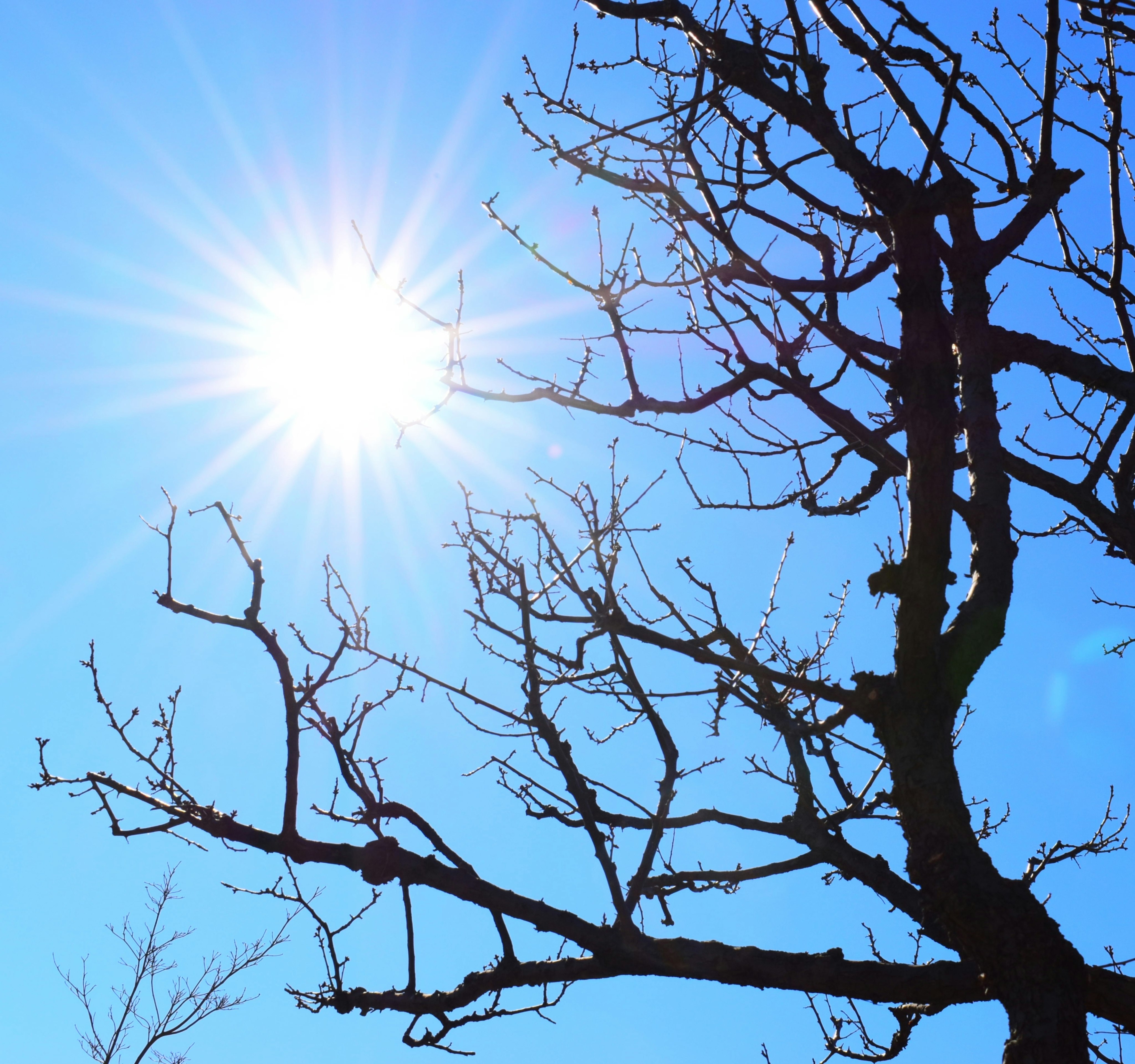 青空に向かって伸びる枝と太陽