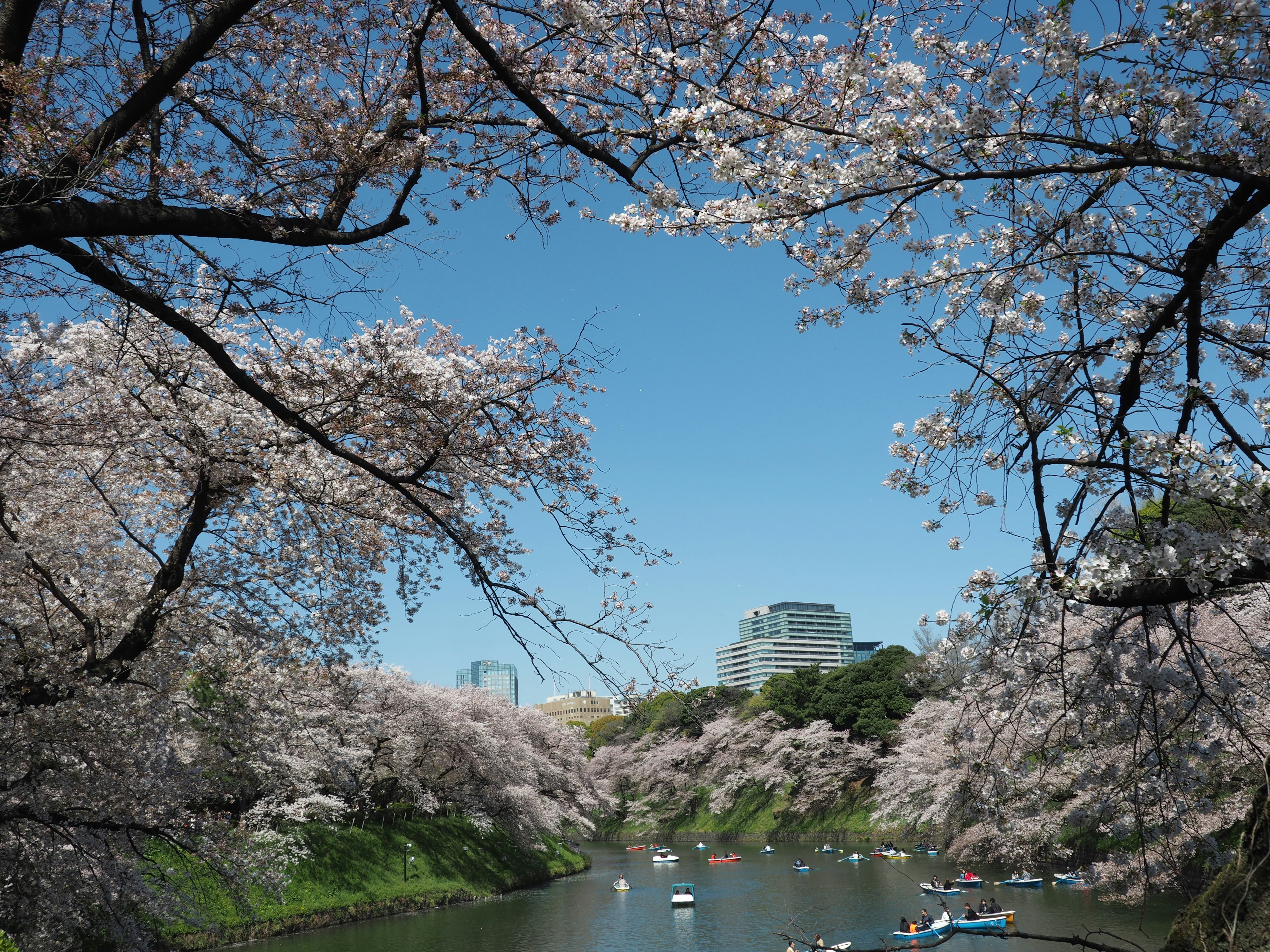 Imperial Palace moat with cherry blossoms and boats