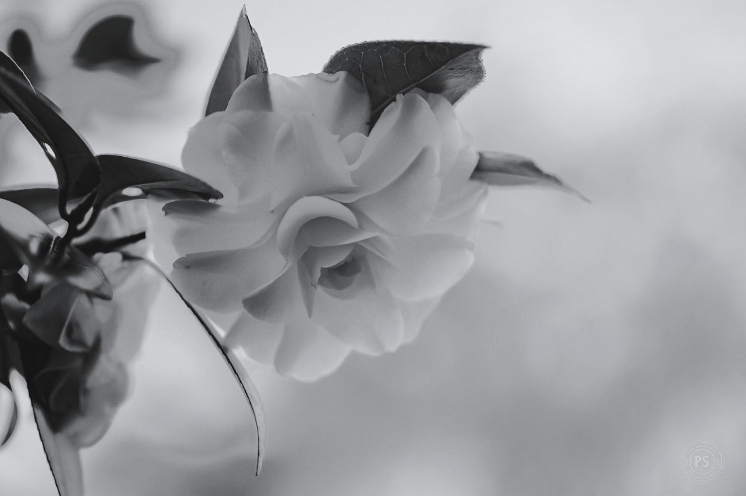 Gros plan d'une rose blanche en noir et blanc avec un arrière-plan flou doux
